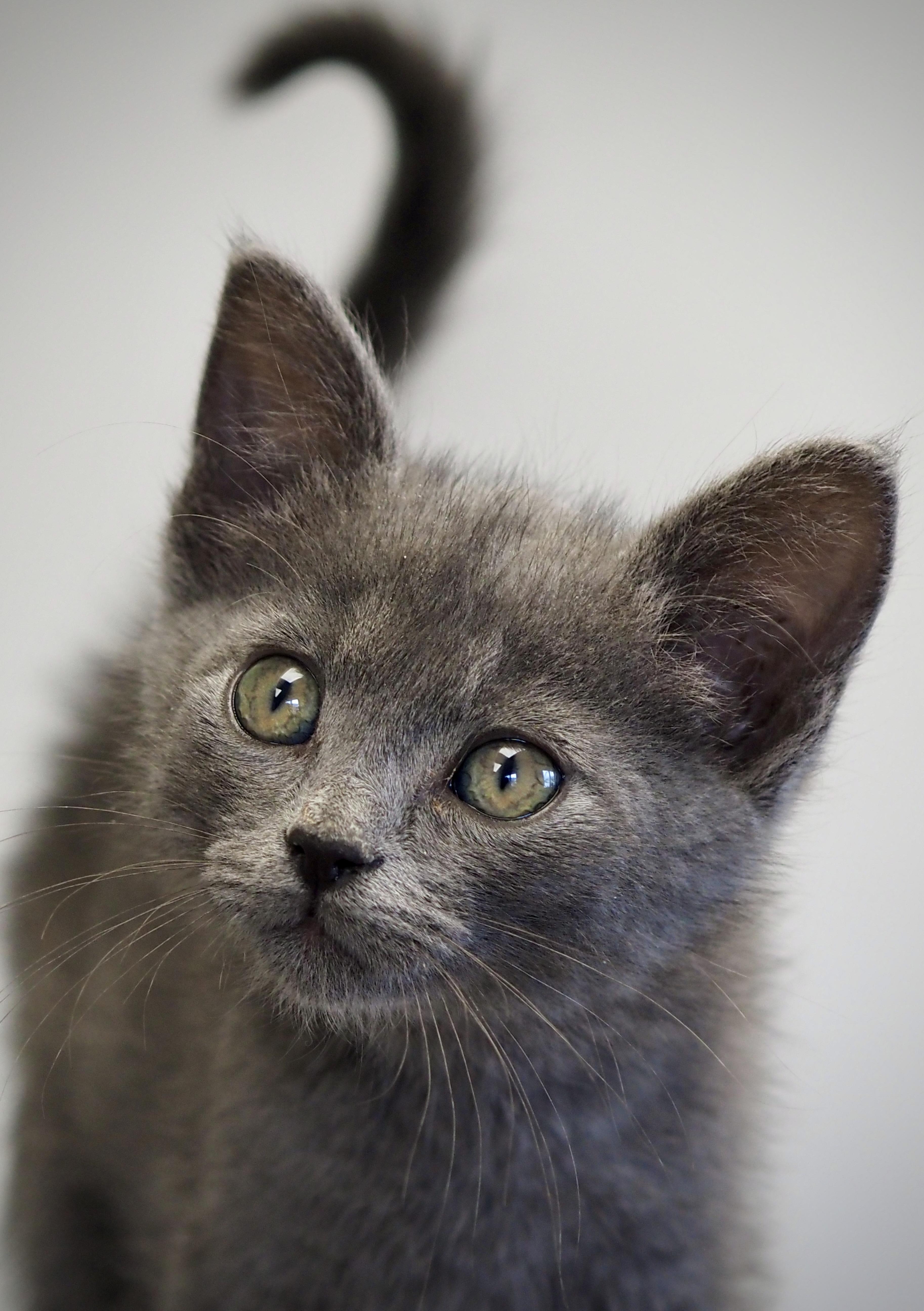 Enlarge Takis, an adopted Domestic Short Hair in Buena Vista, CO image 1/3