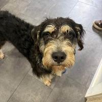 Enlarge Tootsie, a Adoptable mixed breed in Albany, NY image 2/2