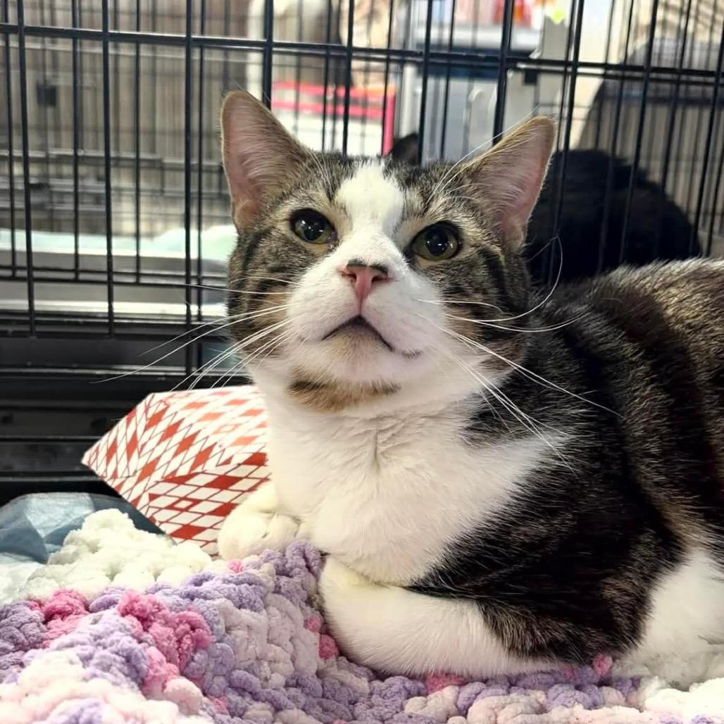 Enlarge Chase ARC2026-008, a Adoptable Domestic Short Hair in Akron, NY image 1/3