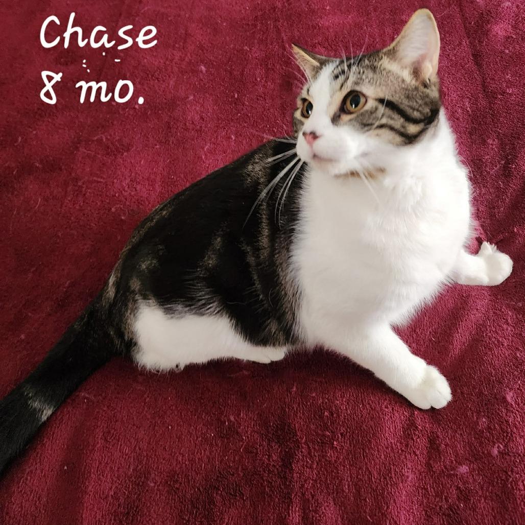 Enlarge Chase ARC2026-008, a Adoptable Domestic Short Hair in Akron, NY image 2/3