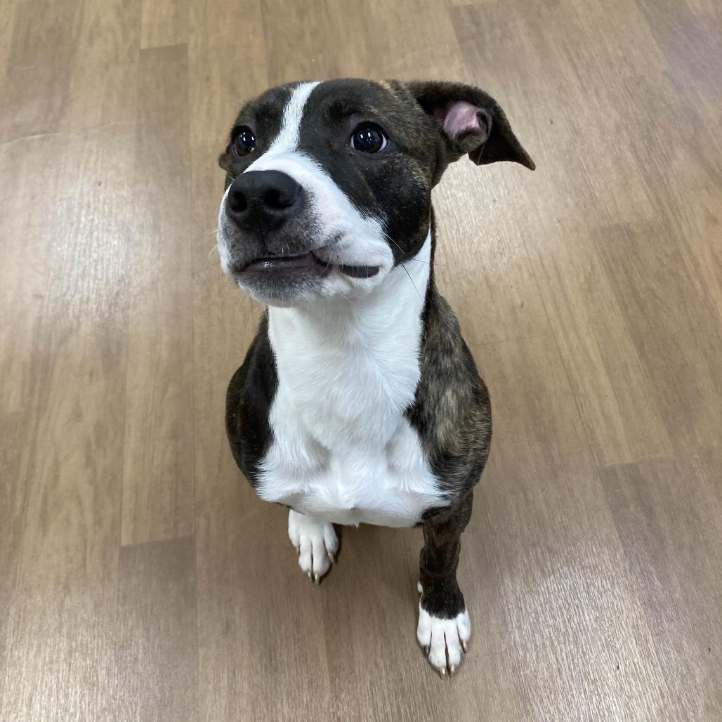 Chance, Adoptable, Young Male Pit Bull Terrier.