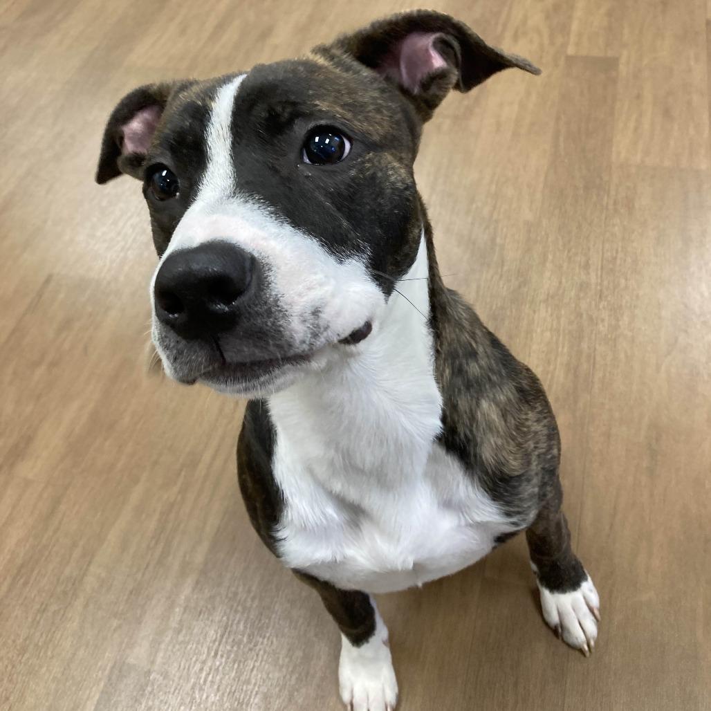 Chance, a Adoptable mixed breed in Beaumont, TX image 1/3