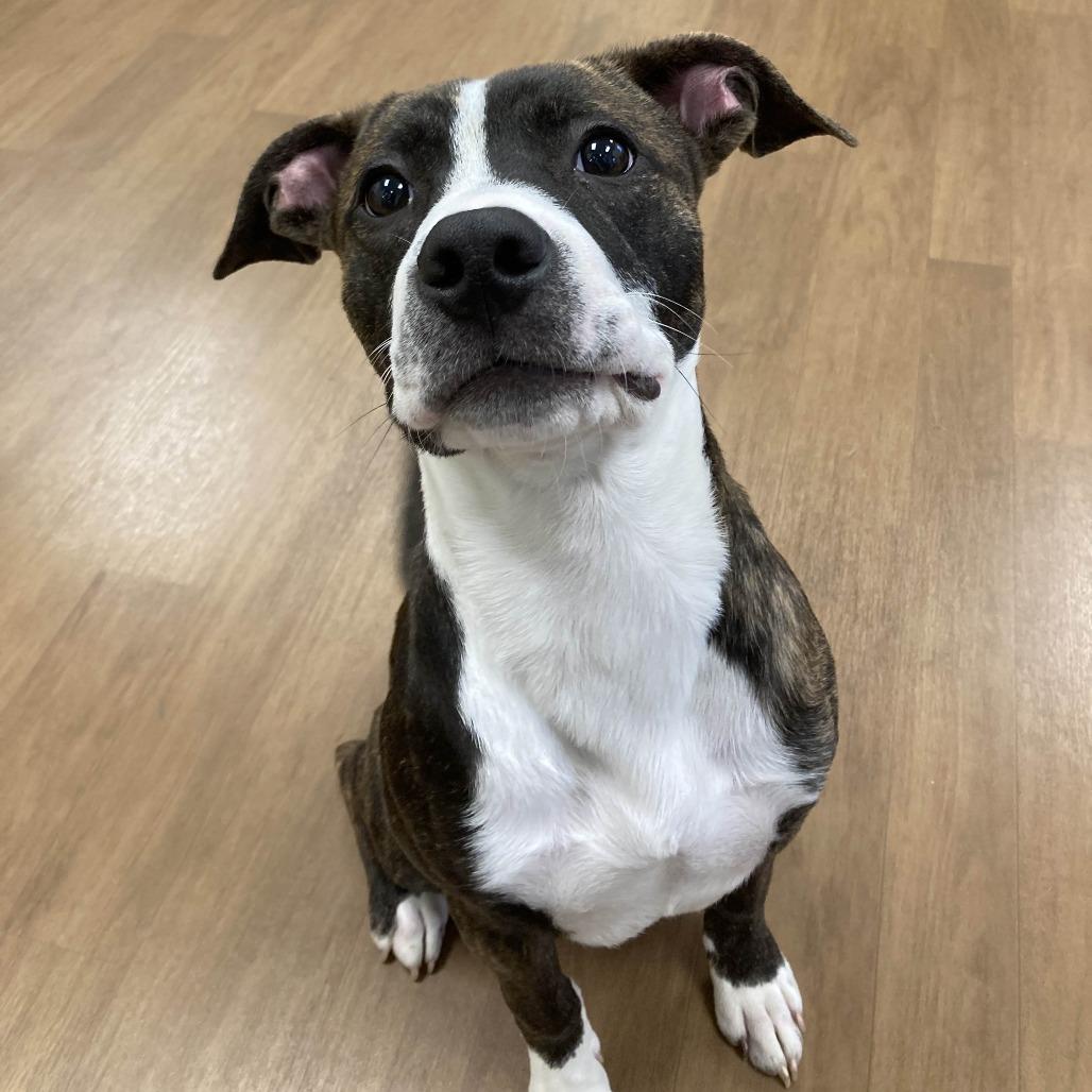 Chance, a Adoptable mixed breed in Beaumont, TX image 2/3