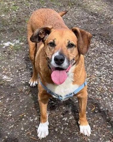 Lola, Adoptable, Senior Female Australian Shepherd & Pit Bull Terrier.