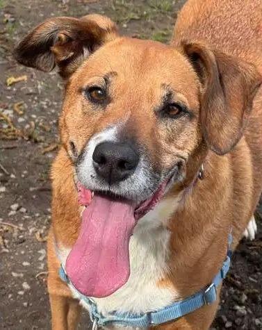 Enlarge Lola, a Adoptable mixed breed in Coupeville, WA image 2/4