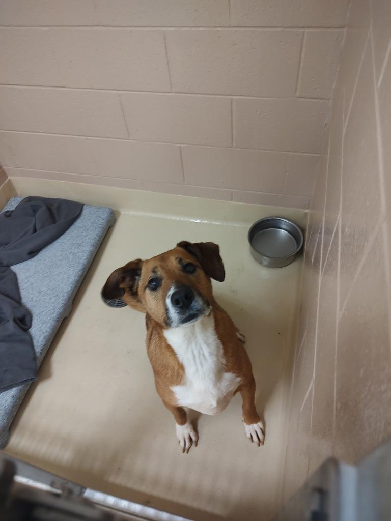 Enlarge Lola, a Adoptable mixed breed in Coupeville, WA image 1/2