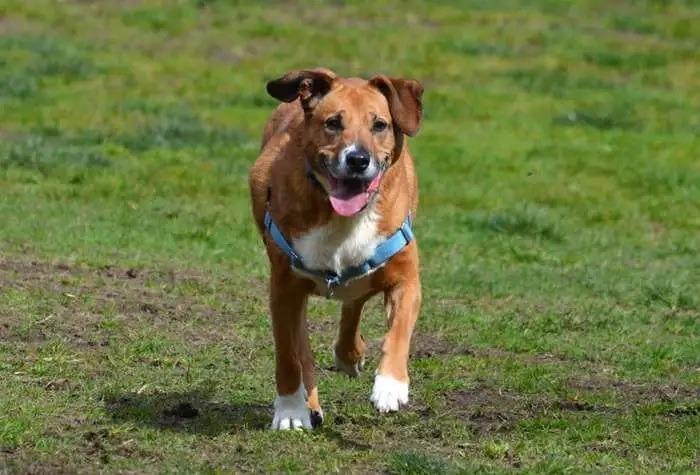 Enlarge Lola, a Adoptable mixed breed in Coupeville, WA image 3/4