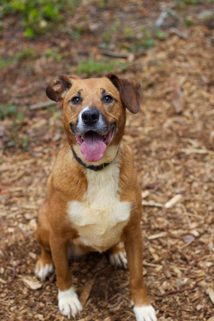 Enlarge Lola, a Adoptable mixed breed in Coupeville, WA image 2/2