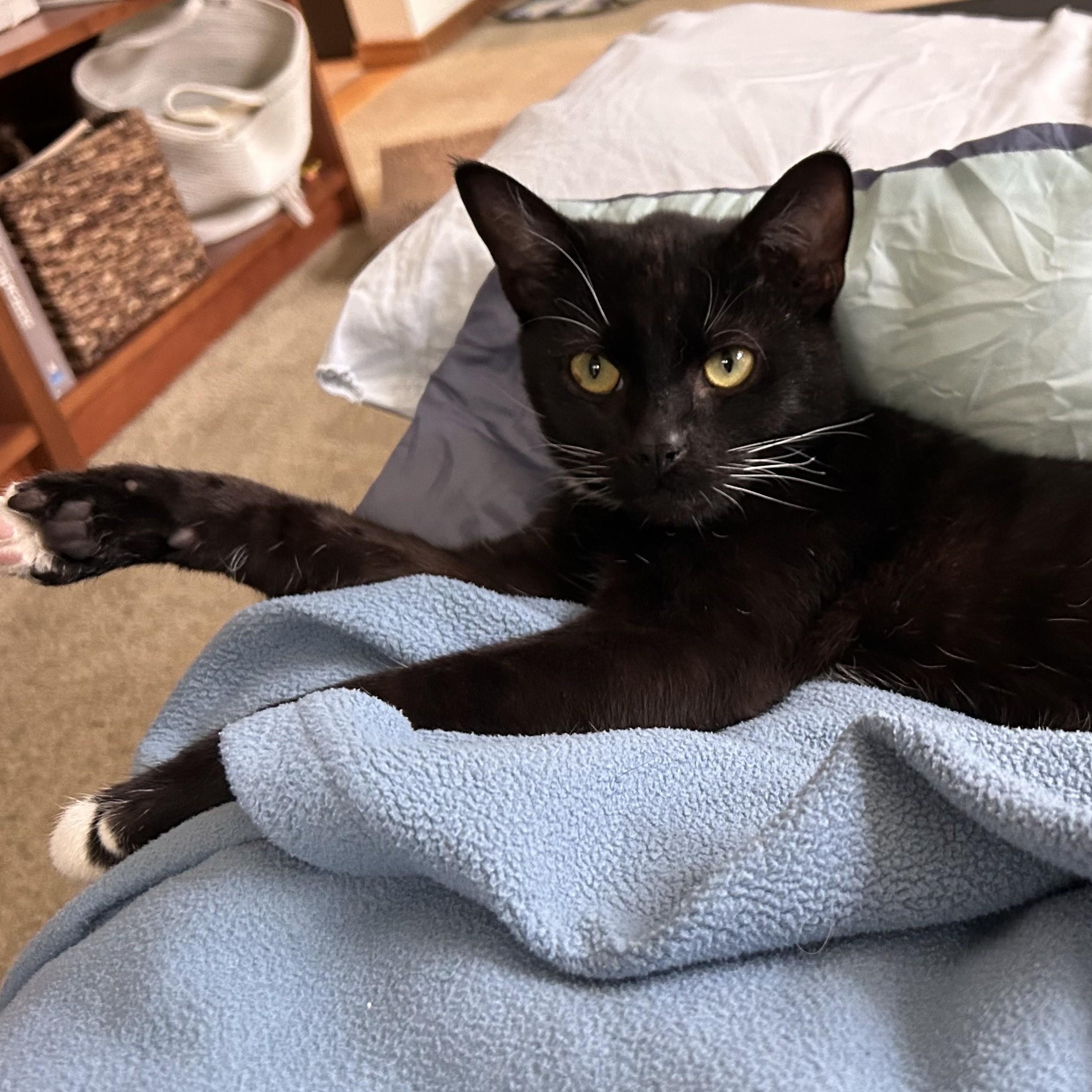 Enlarge Bede, a ADOPTABLE Domestic Short Hair in Renton , WA image 3/6