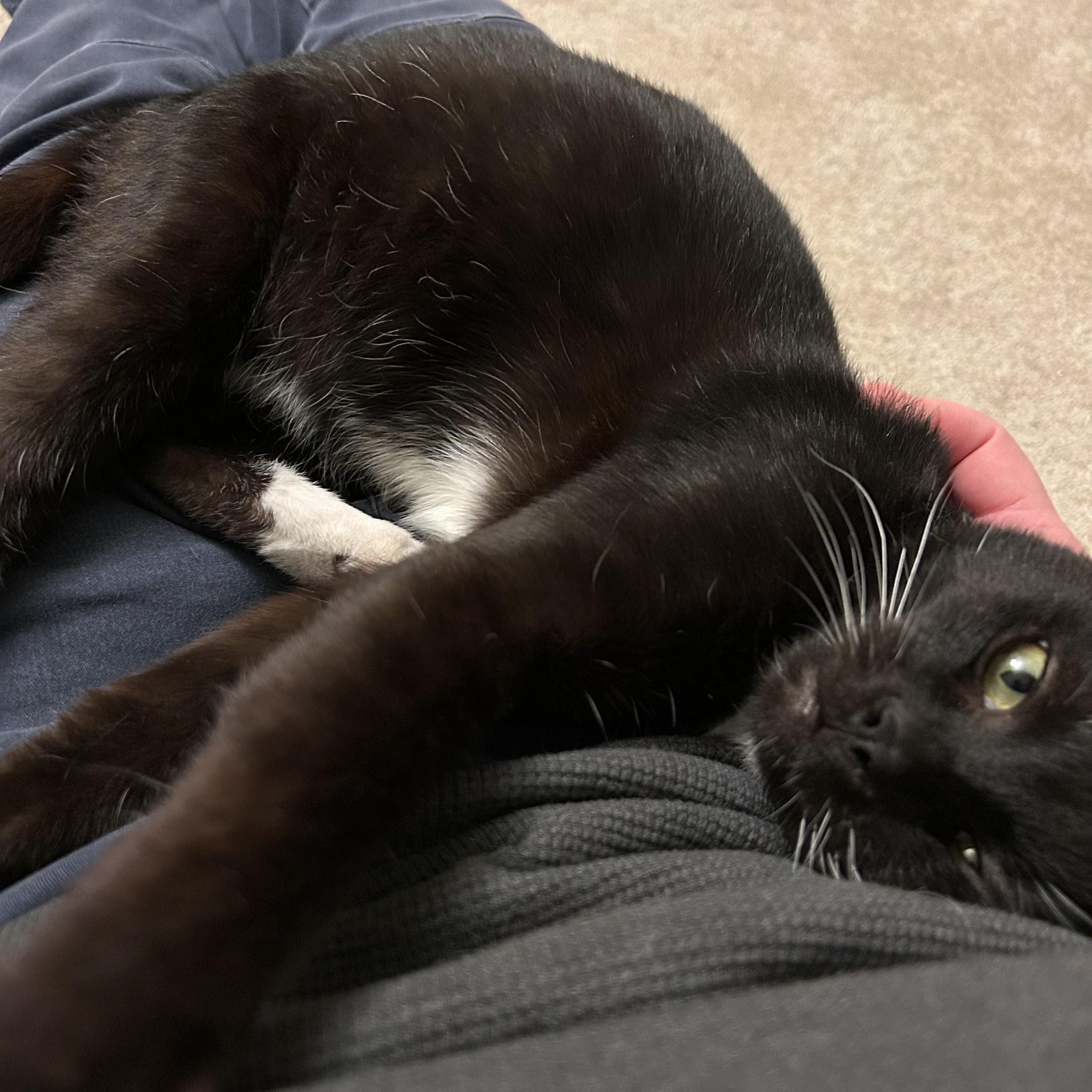 Enlarge Bede, a ADOPTABLE Domestic Short Hair in Renton , WA image 4/6