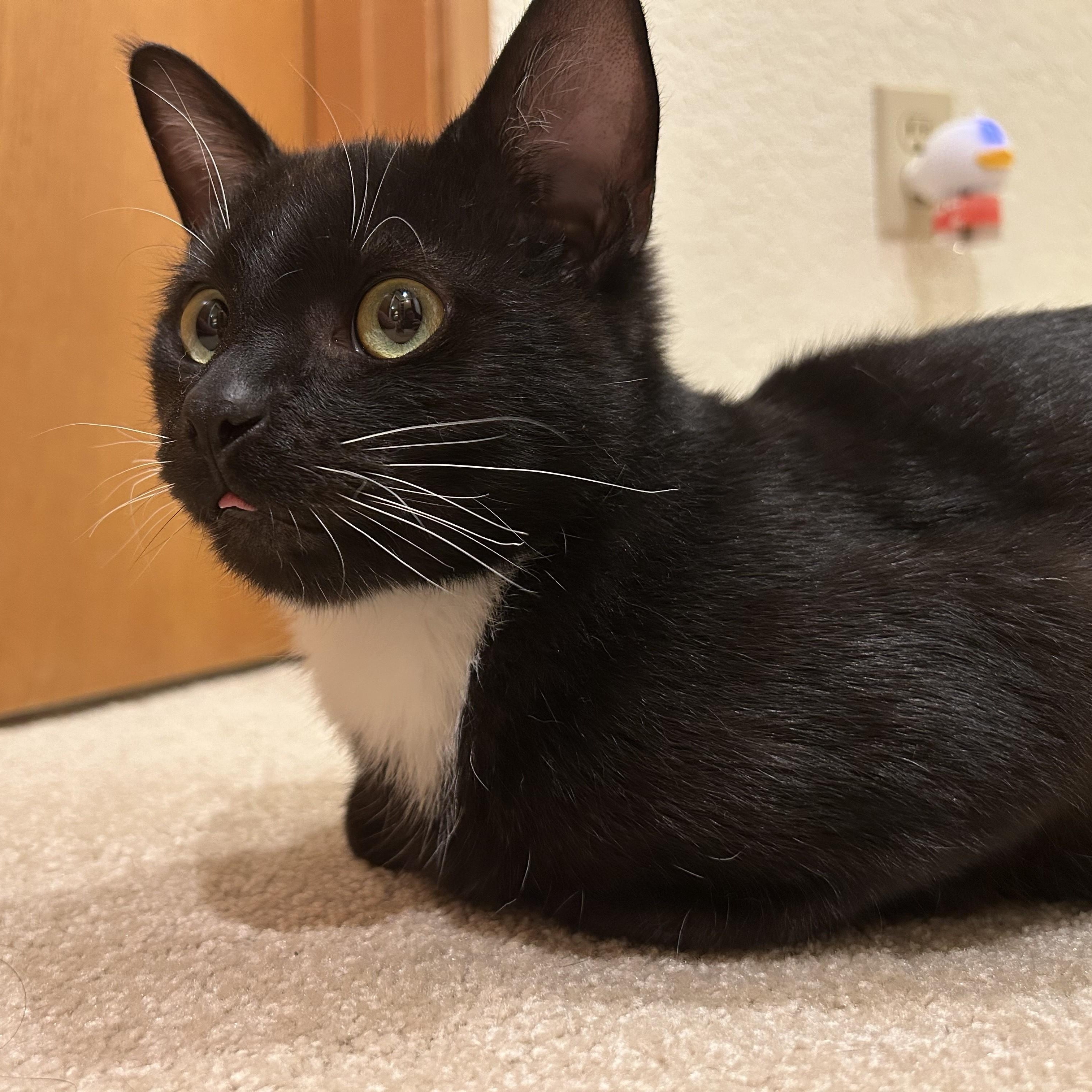 Bede, ADOPTABLE, Young Male Domestic Short Hair.