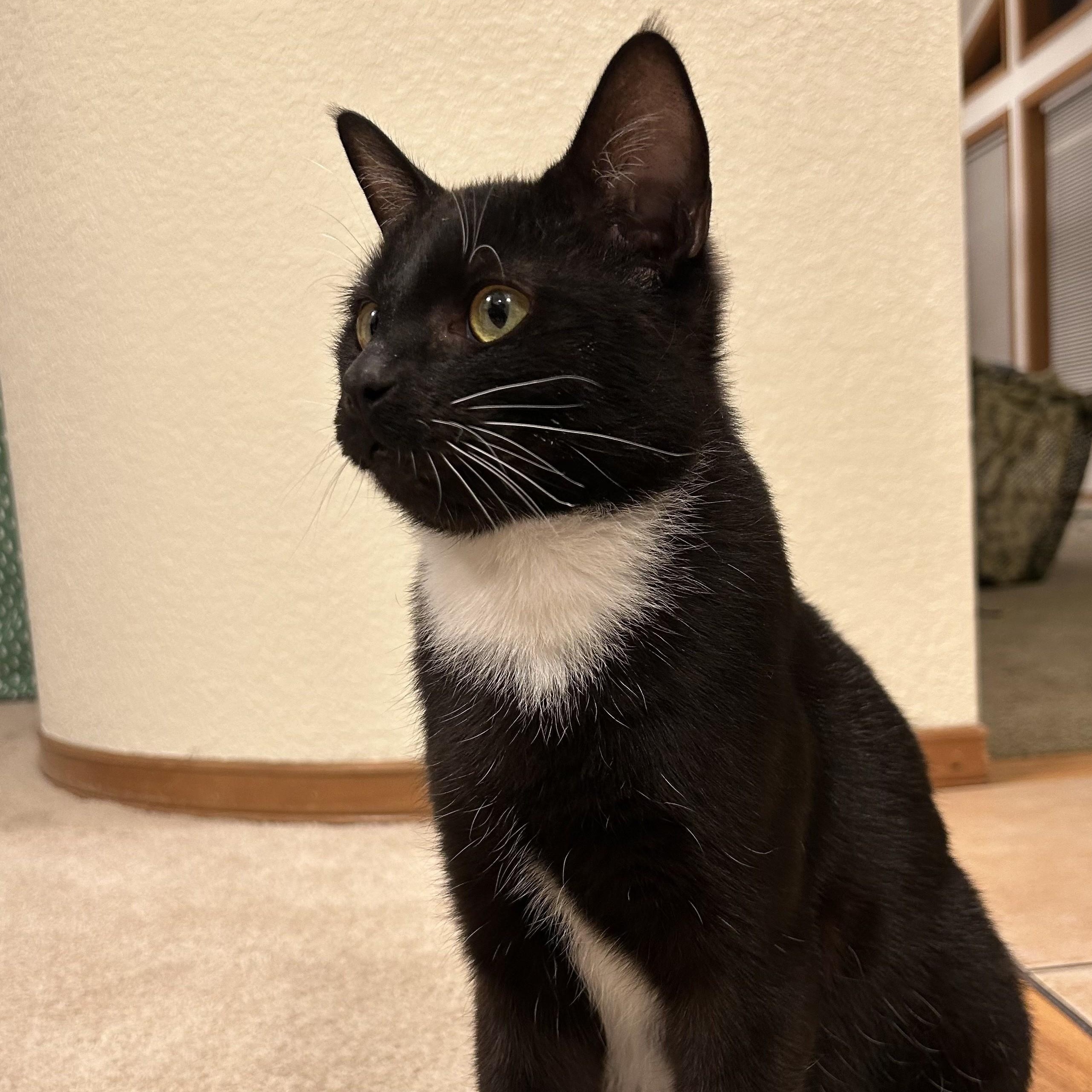 Enlarge Bede, a ADOPTABLE Domestic Short Hair in Renton , WA image 2/6