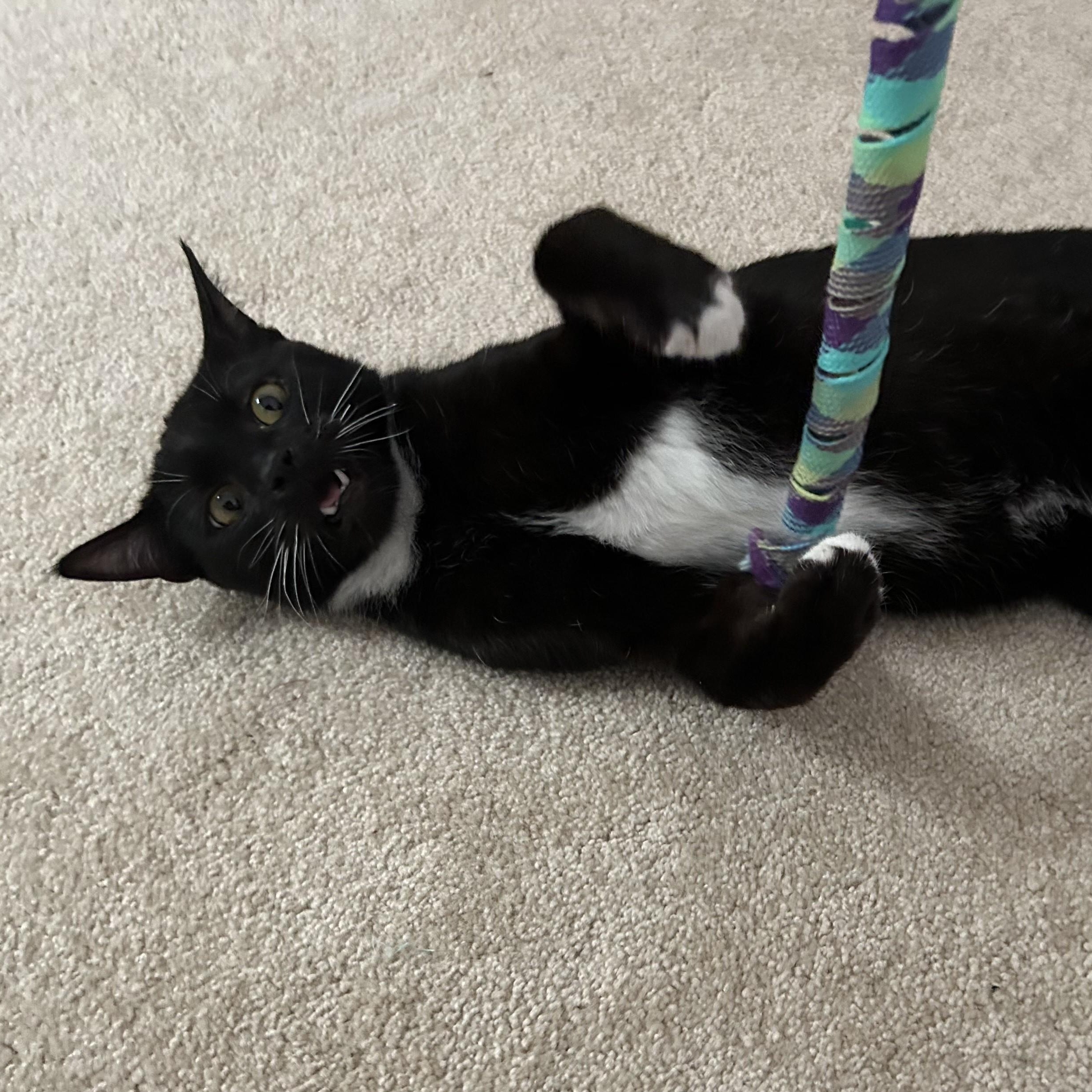 Enlarge Bede, a ADOPTABLE Domestic Short Hair in Renton , WA image 6/6