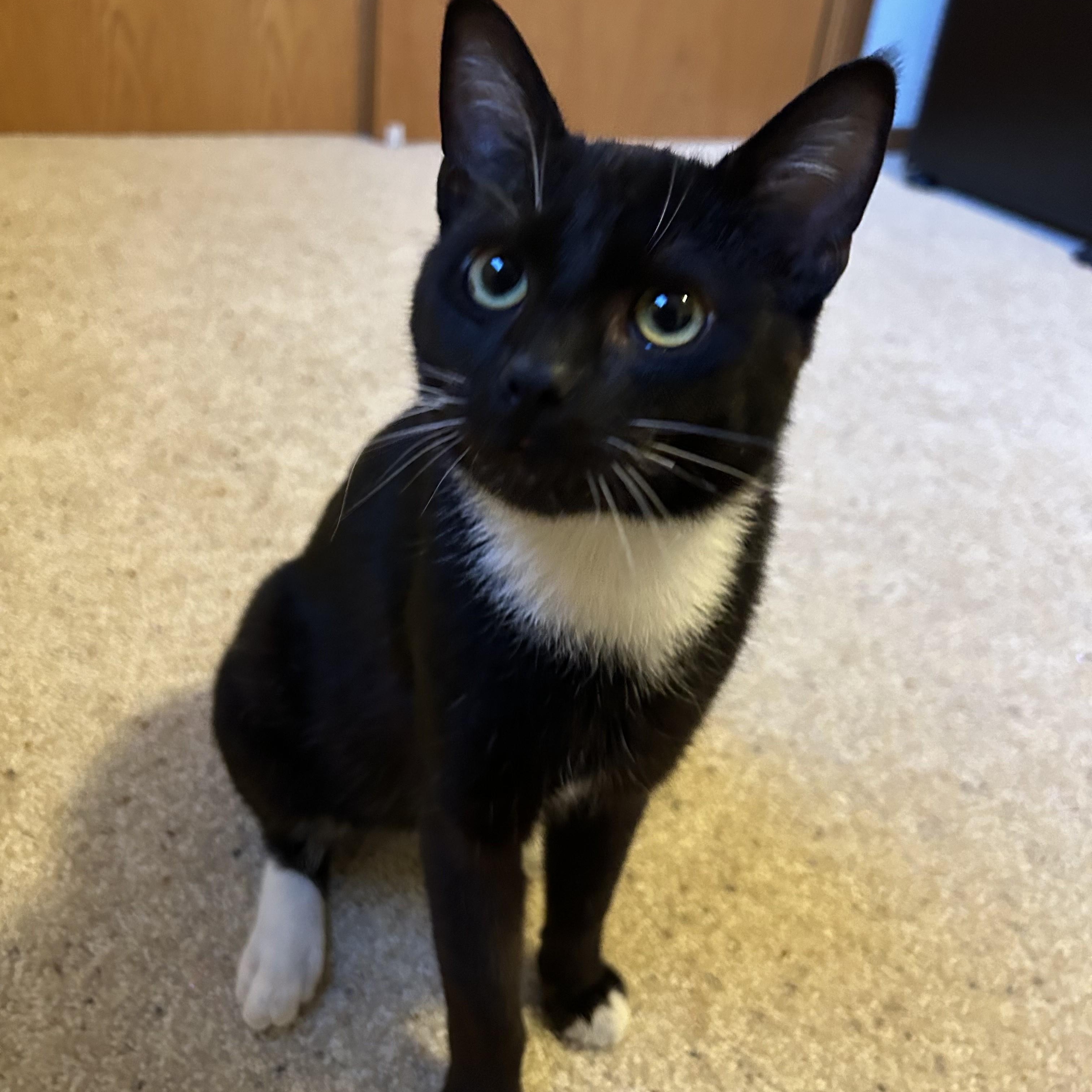 Enlarge Bede, a ADOPTABLE Domestic Short Hair in Renton , WA image 5/6