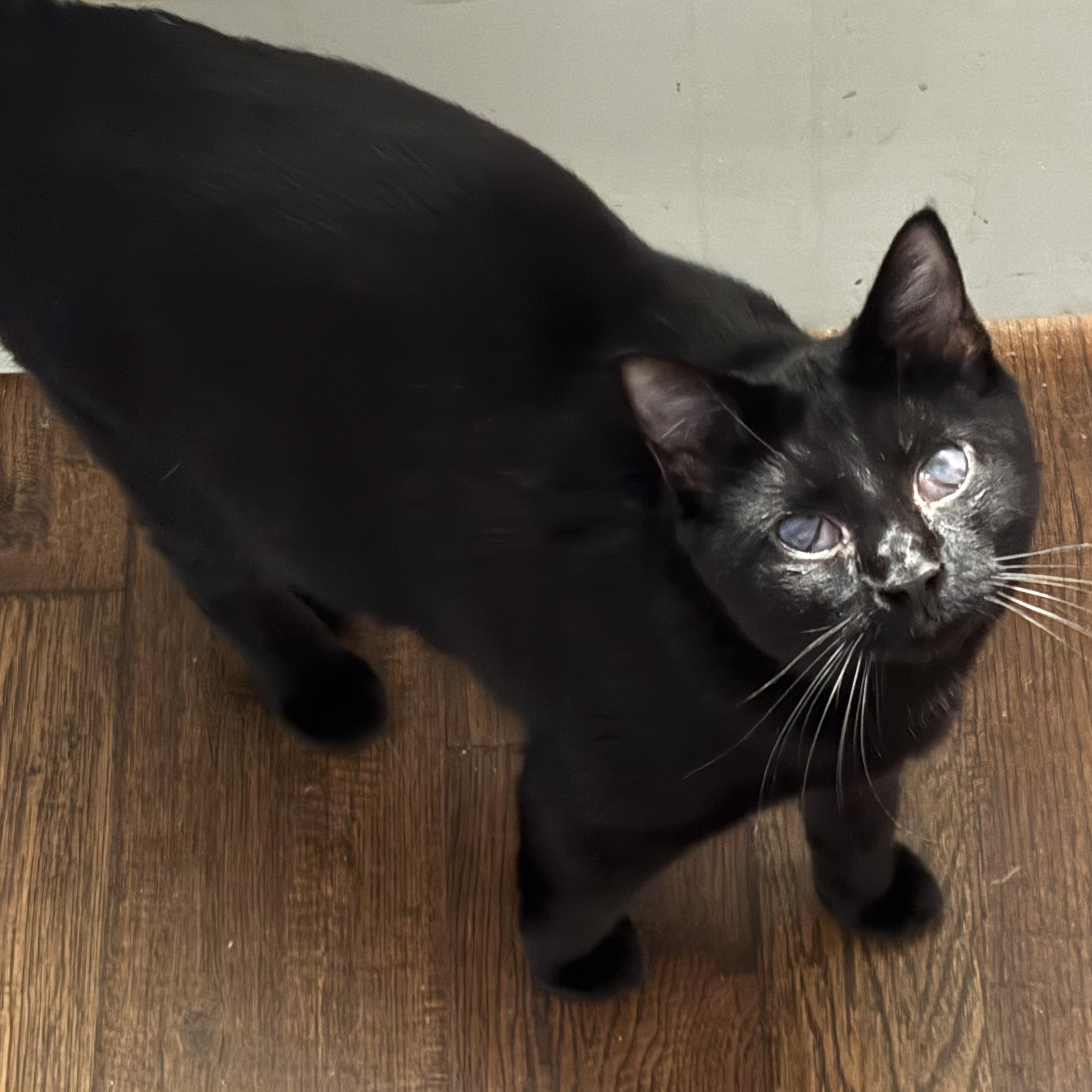 Enlarge Mandu, a Adoptable Domestic Short Hair in Beaufort, SC image 2/6