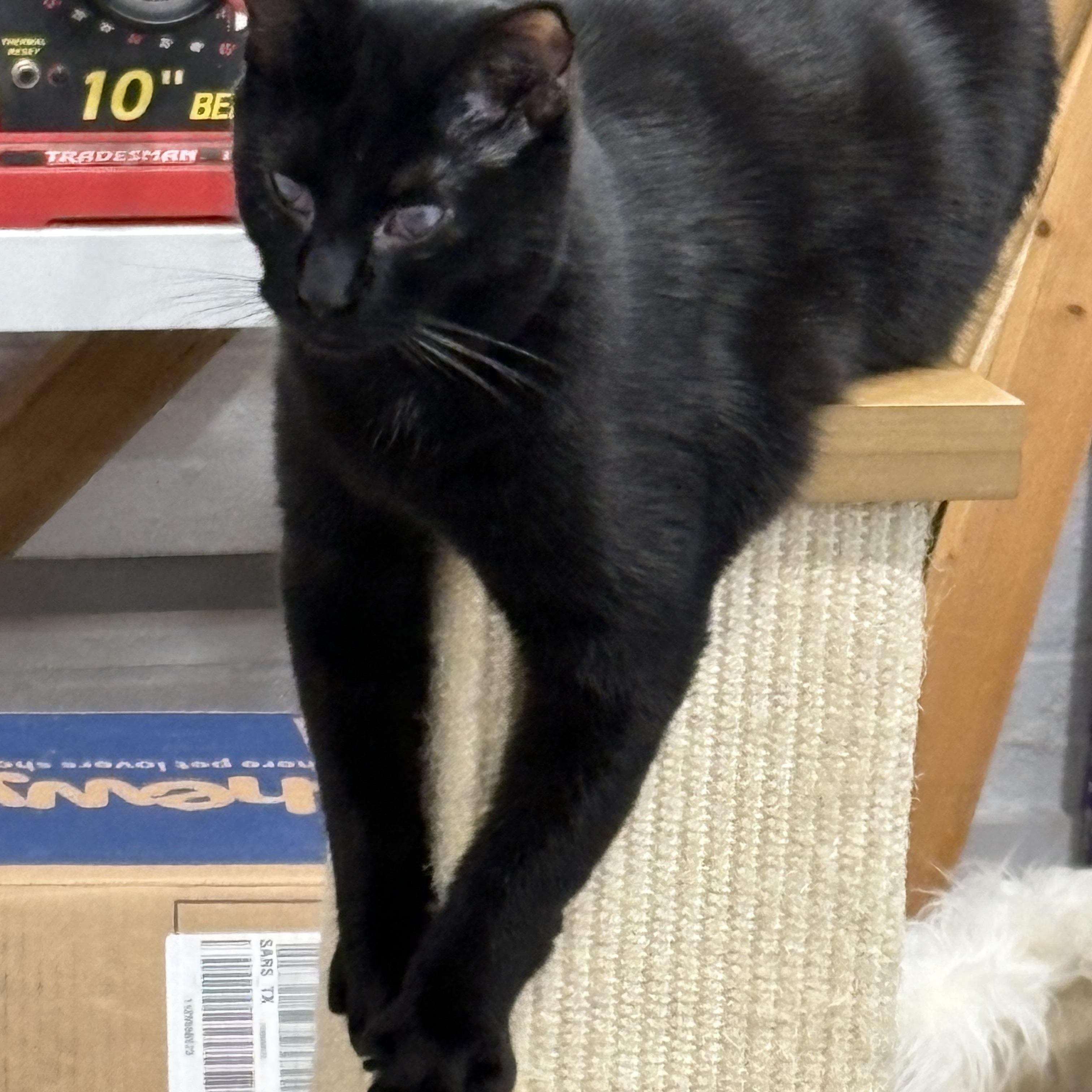 Enlarge Mandu, a Adoptable Domestic Short Hair in Beaufort, SC image 4/6