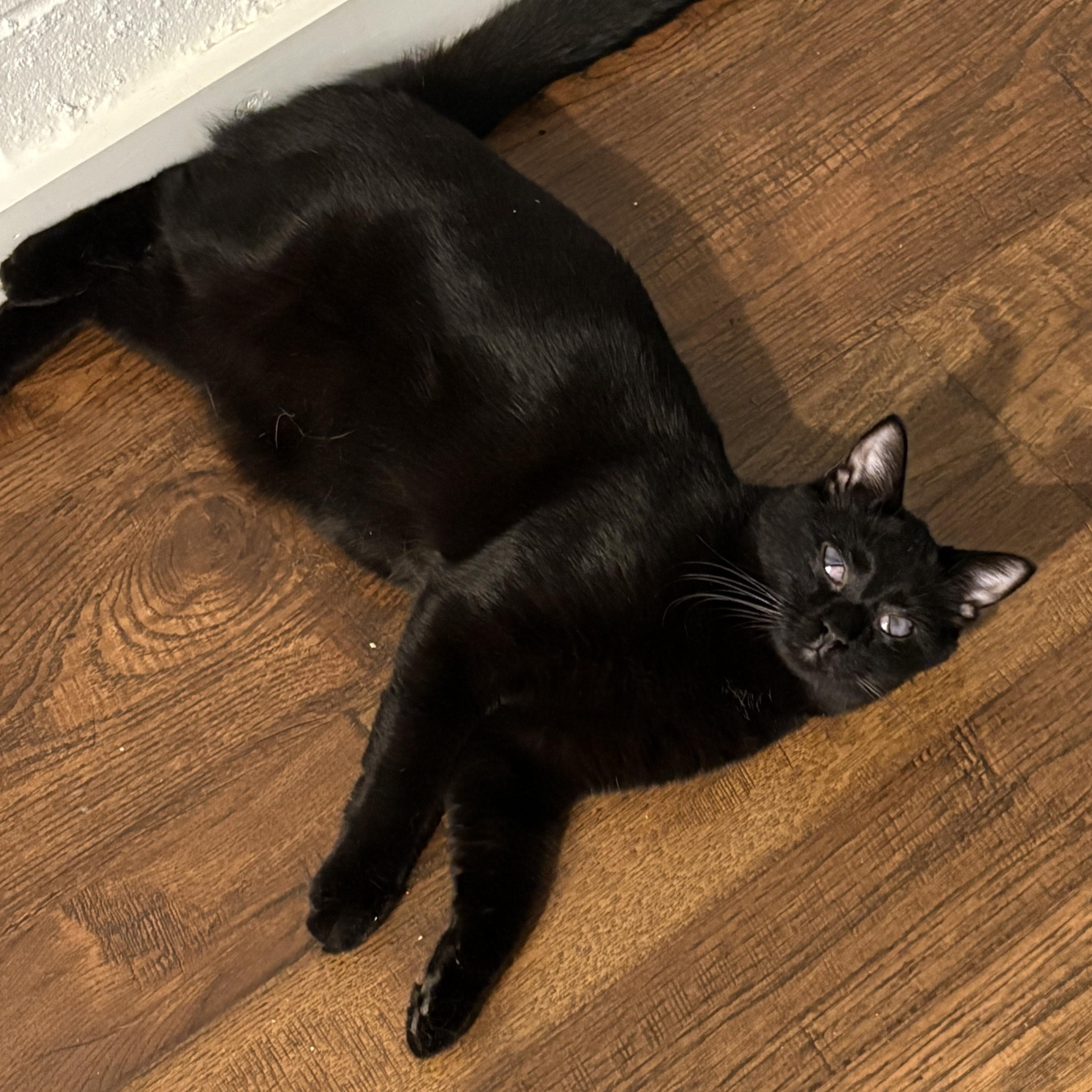 Enlarge Mandu, a Adoptable Domestic Short Hair in Beaufort, SC image 3/6