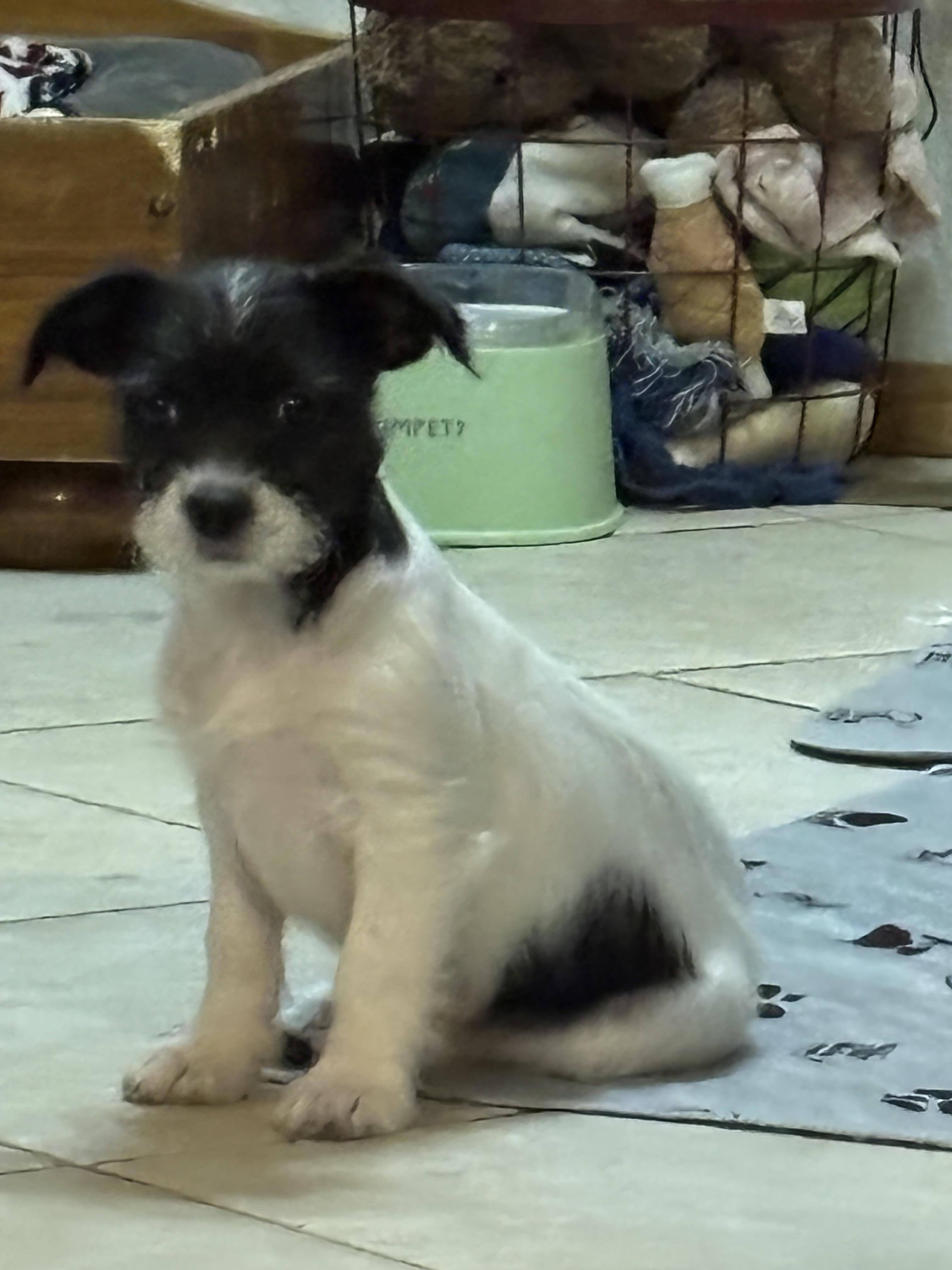 Enlarge Vixen, an adopted mixed breed in Huachuca City, AZ image 1/6