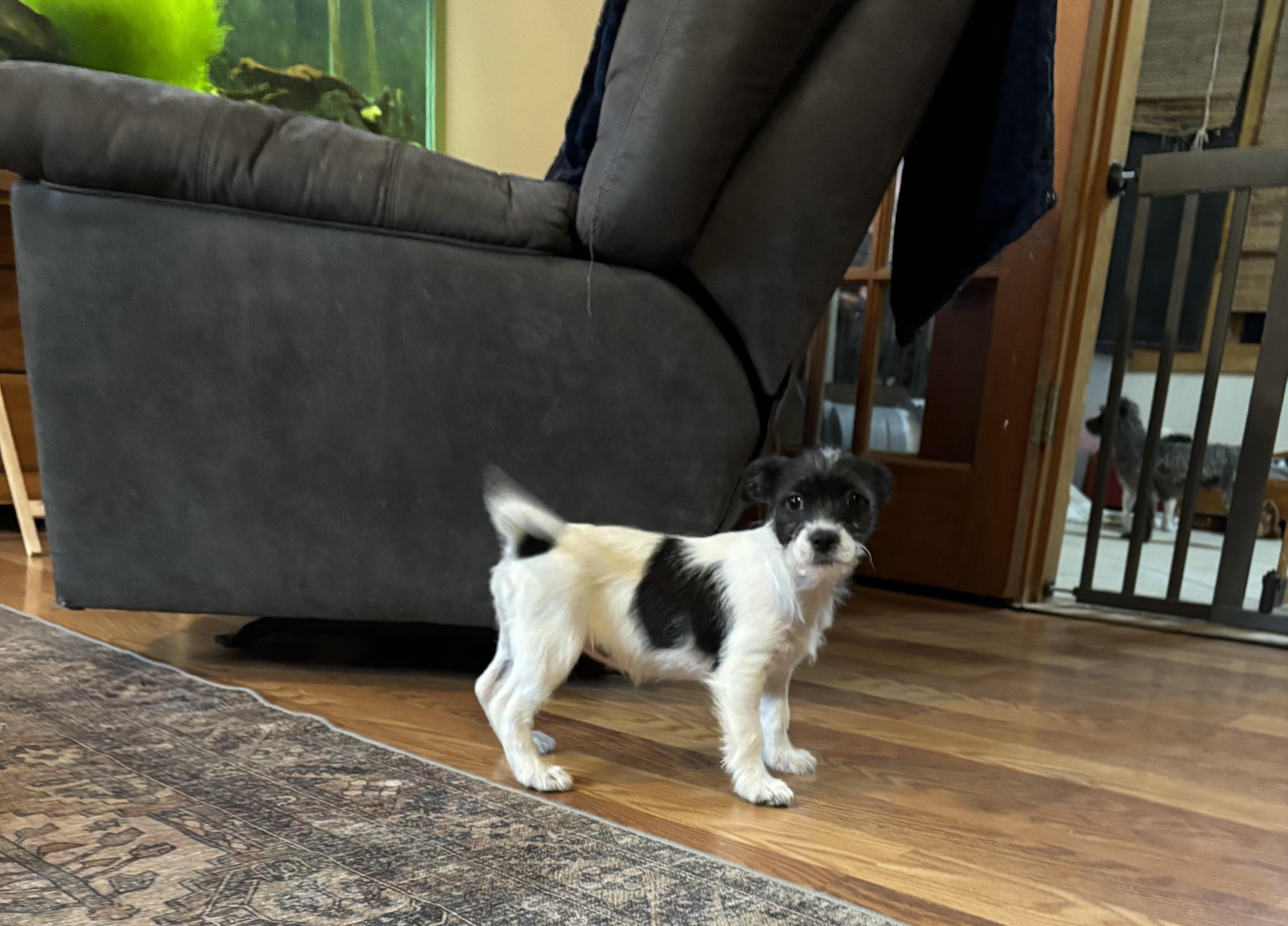 Enlarge Vixen, an adopted mixed breed in Huachuca City, AZ image 3/6