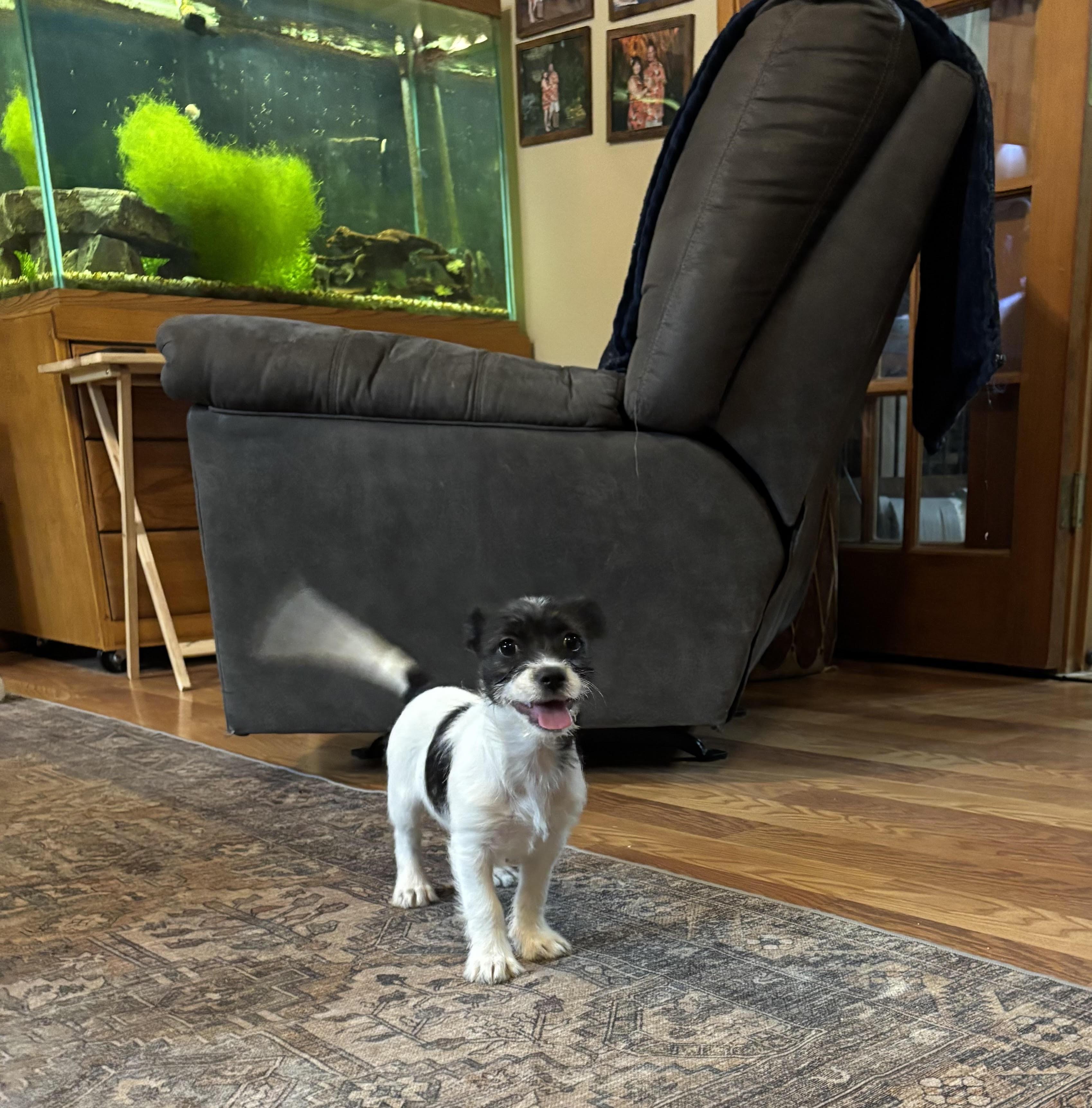 Enlarge Vixen, an adopted mixed breed in Huachuca City, AZ image 4/6