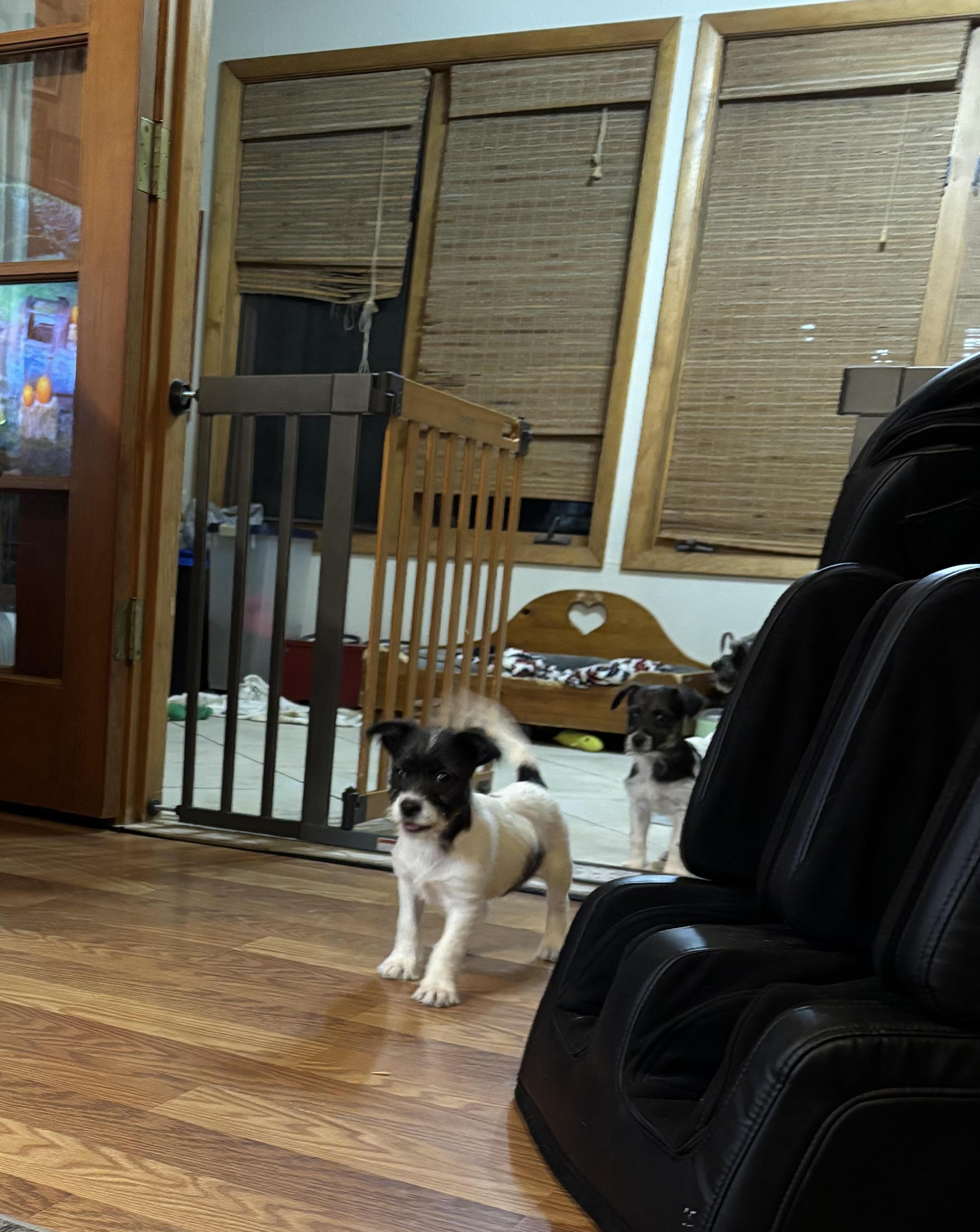 Enlarge Vixen, an adopted mixed breed in Huachuca City, AZ image 5/6