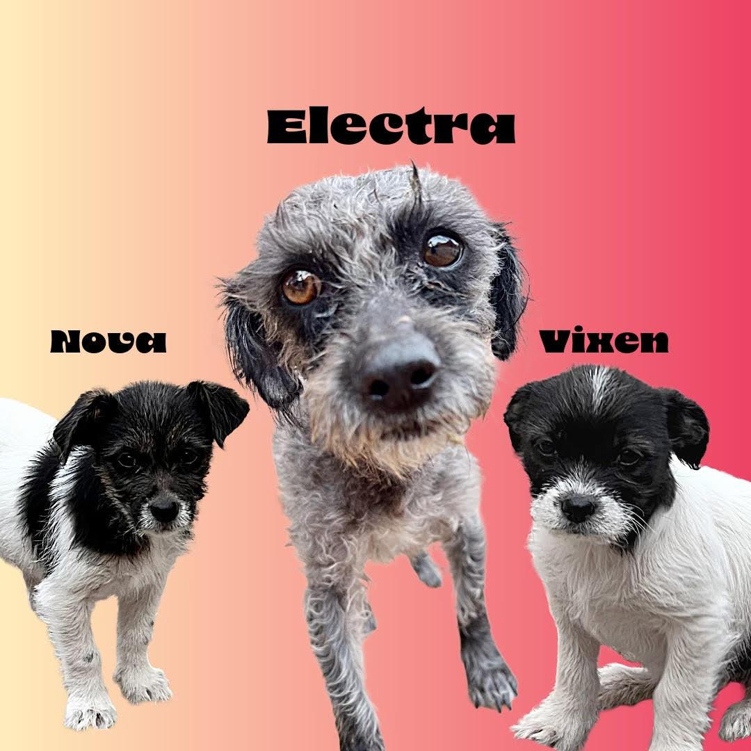 Enlarge Vixen, an adopted mixed breed in Huachuca City, AZ image 6/6