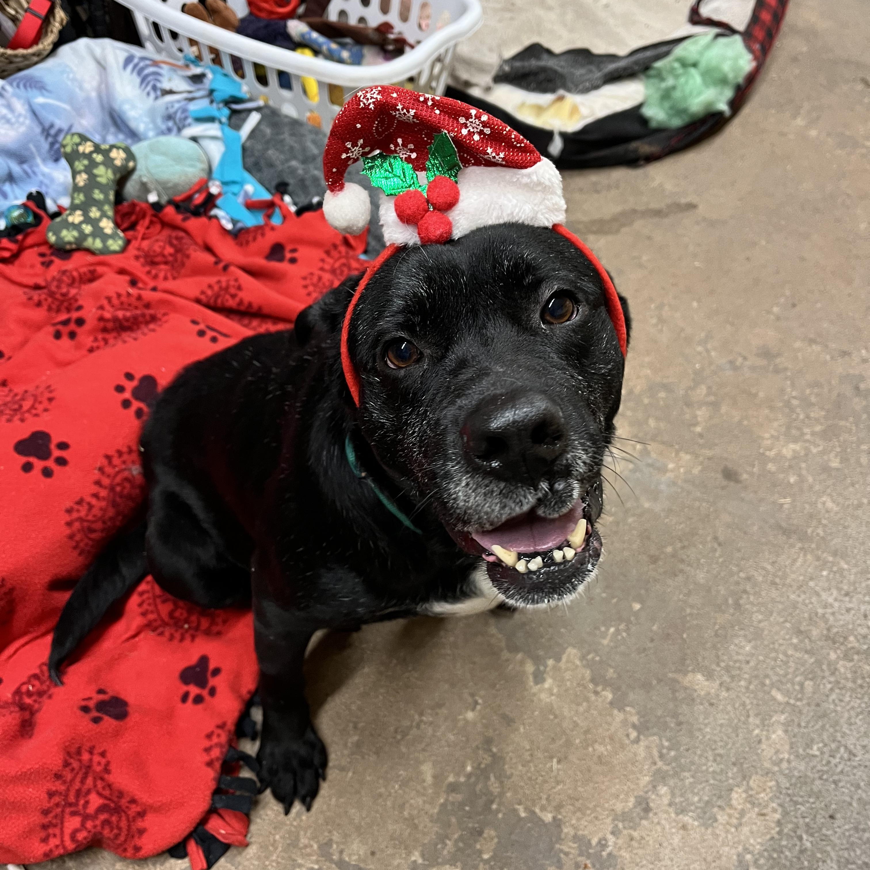 Enlarge Sammy, a Adopted mixed breed in Geronimo, OK image 3/5