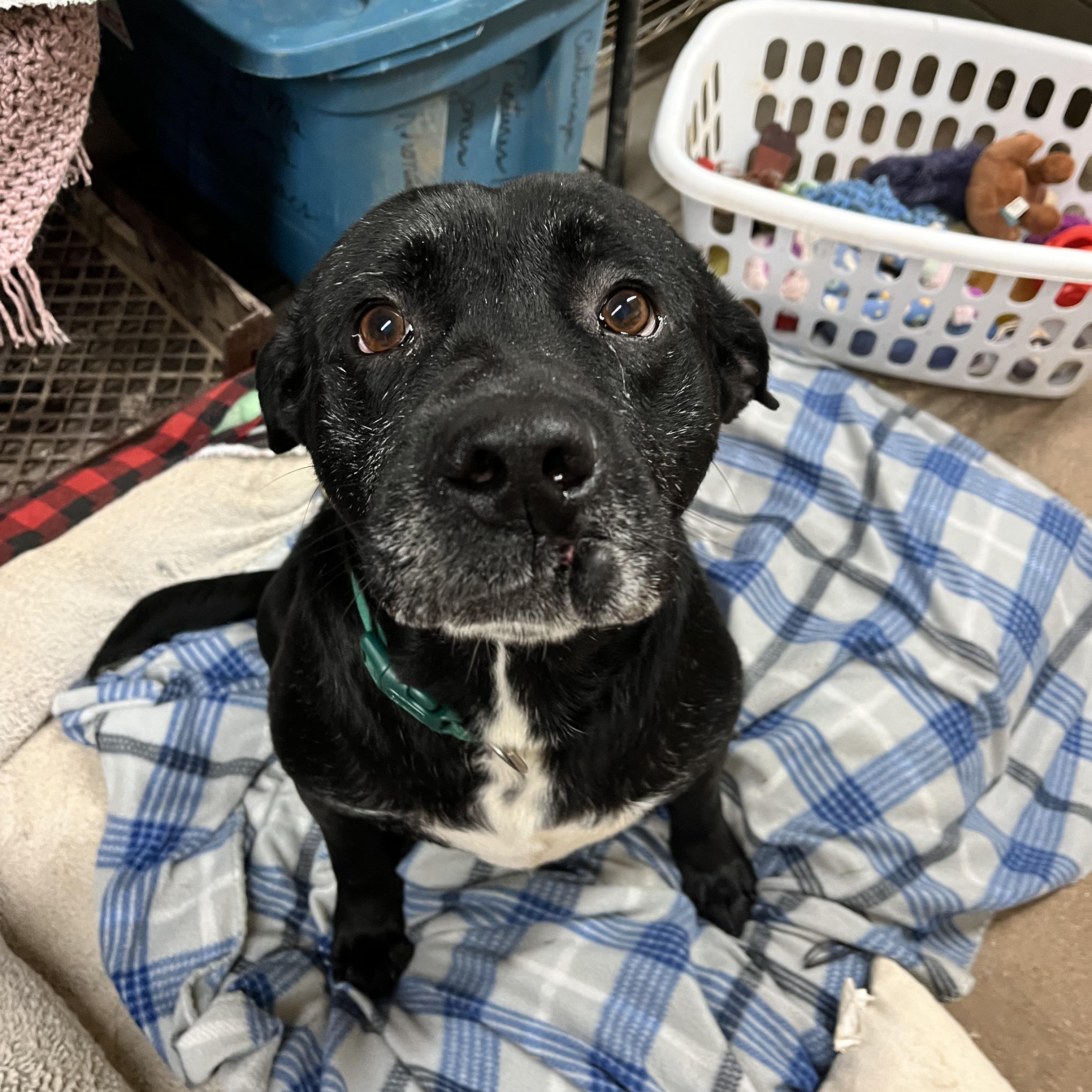 Enlarge Sammy, a Adopted mixed breed in Geronimo, OK image 4/5