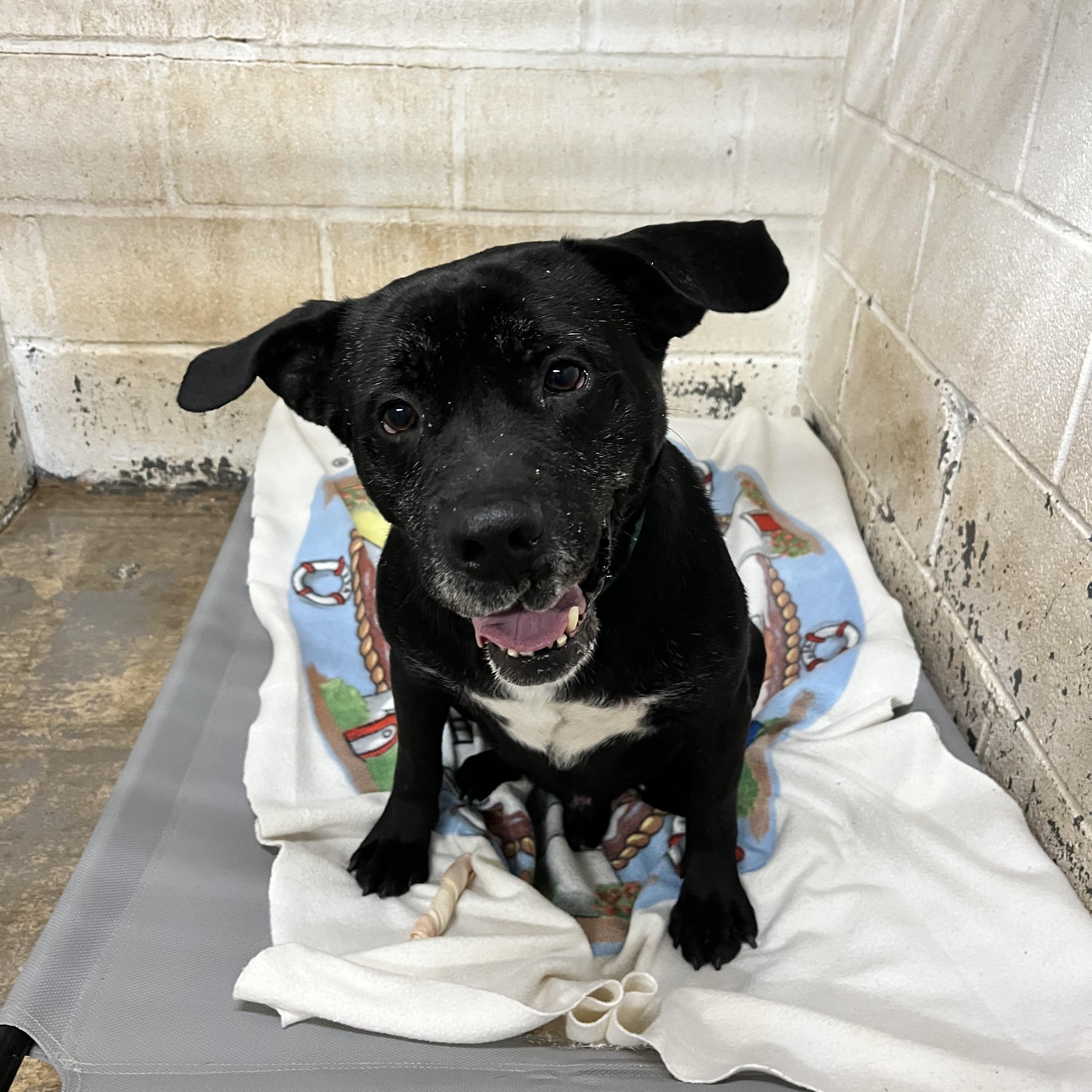 Enlarge Sammy, a Adopted mixed breed in Geronimo, OK image 1/5