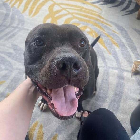 Enlarge Hades, a Adoptable mixed breed in Indianapolis, IN image 1/5