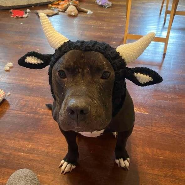 Hades, Adoptable, Adult Male Pit Bull Terrier.
