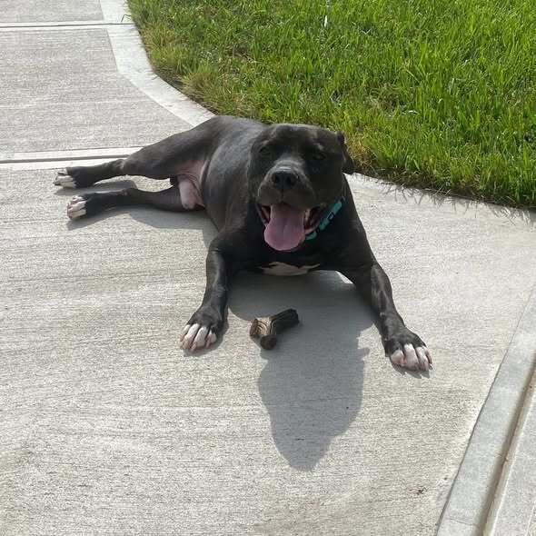 Enlarge Hades, a Adoptable mixed breed in Indianapolis, IN image 3/5