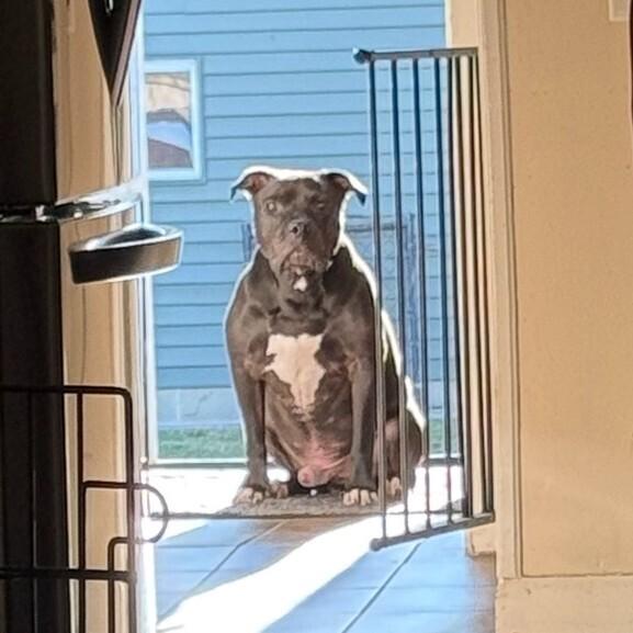 Enlarge Hades, a Adoptable mixed breed in Indianapolis, IN image 4/5