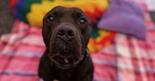 Hades, Adoptable, Adult Male Pit Bull Terrier.