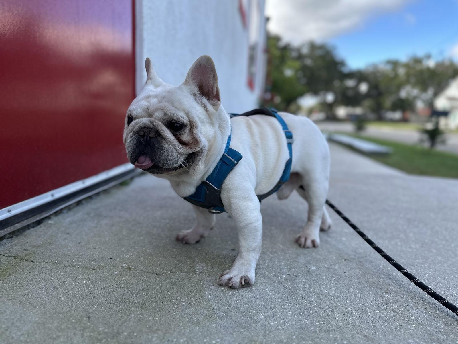 Gordo Fh thumbnail 2