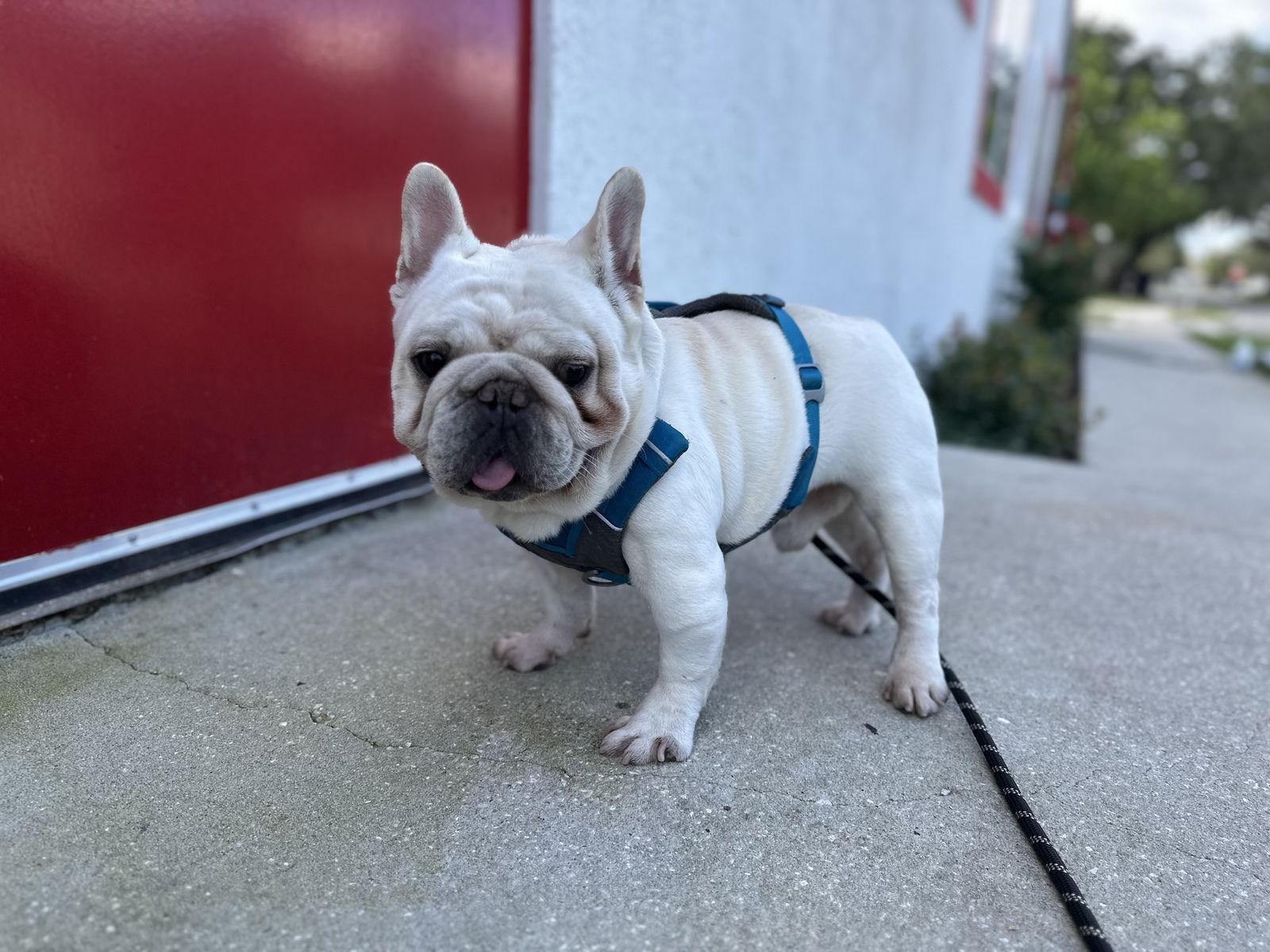 Gordo Fh thumbnail 3