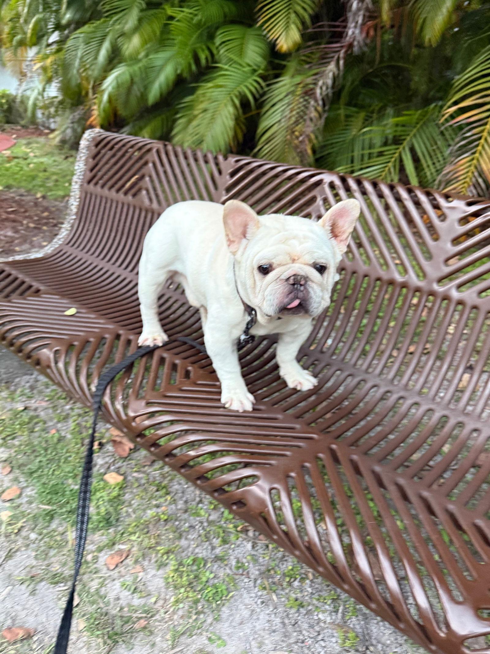 Gordo Fh thumbnail 4