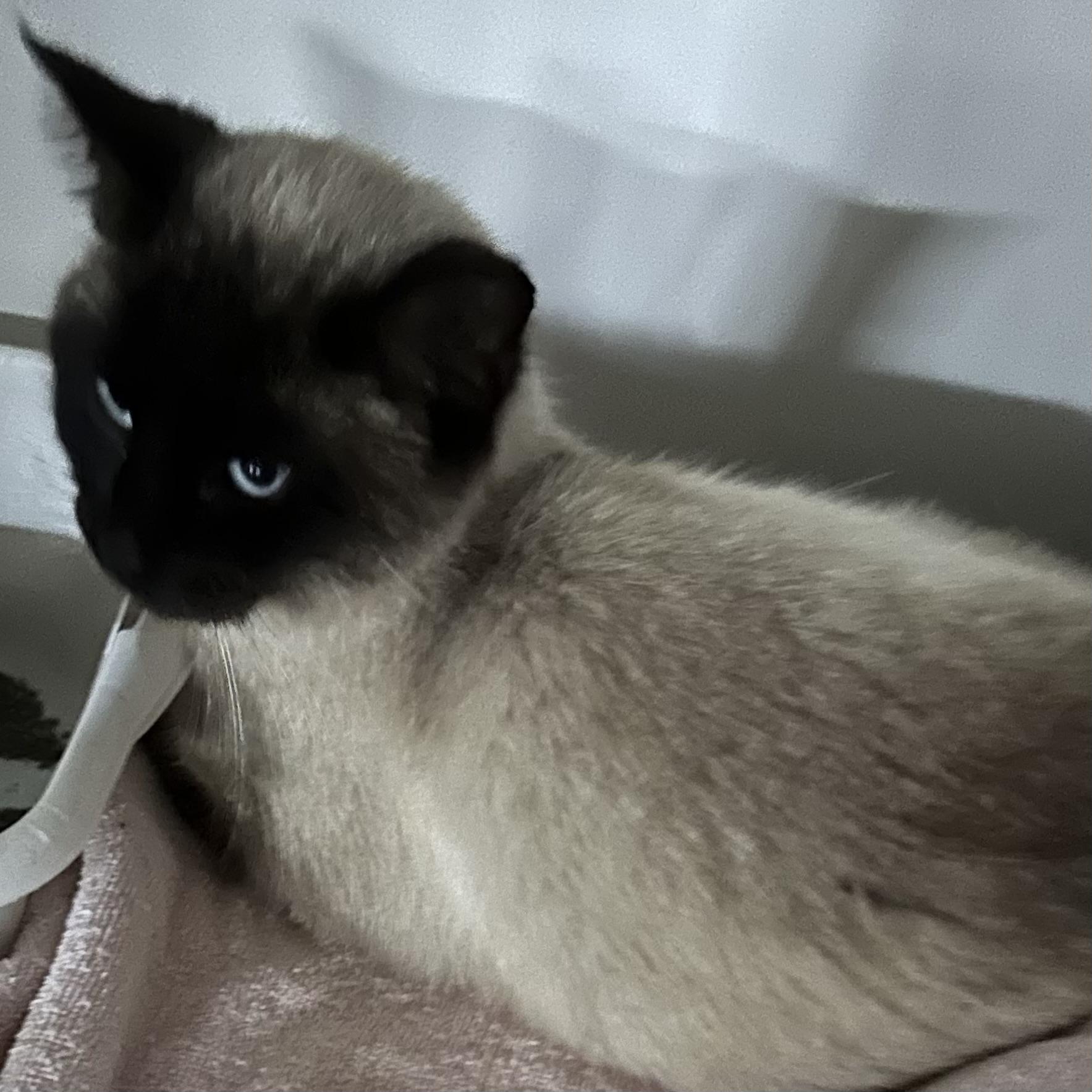 Bunny, adopted, Adult Female Siamese.