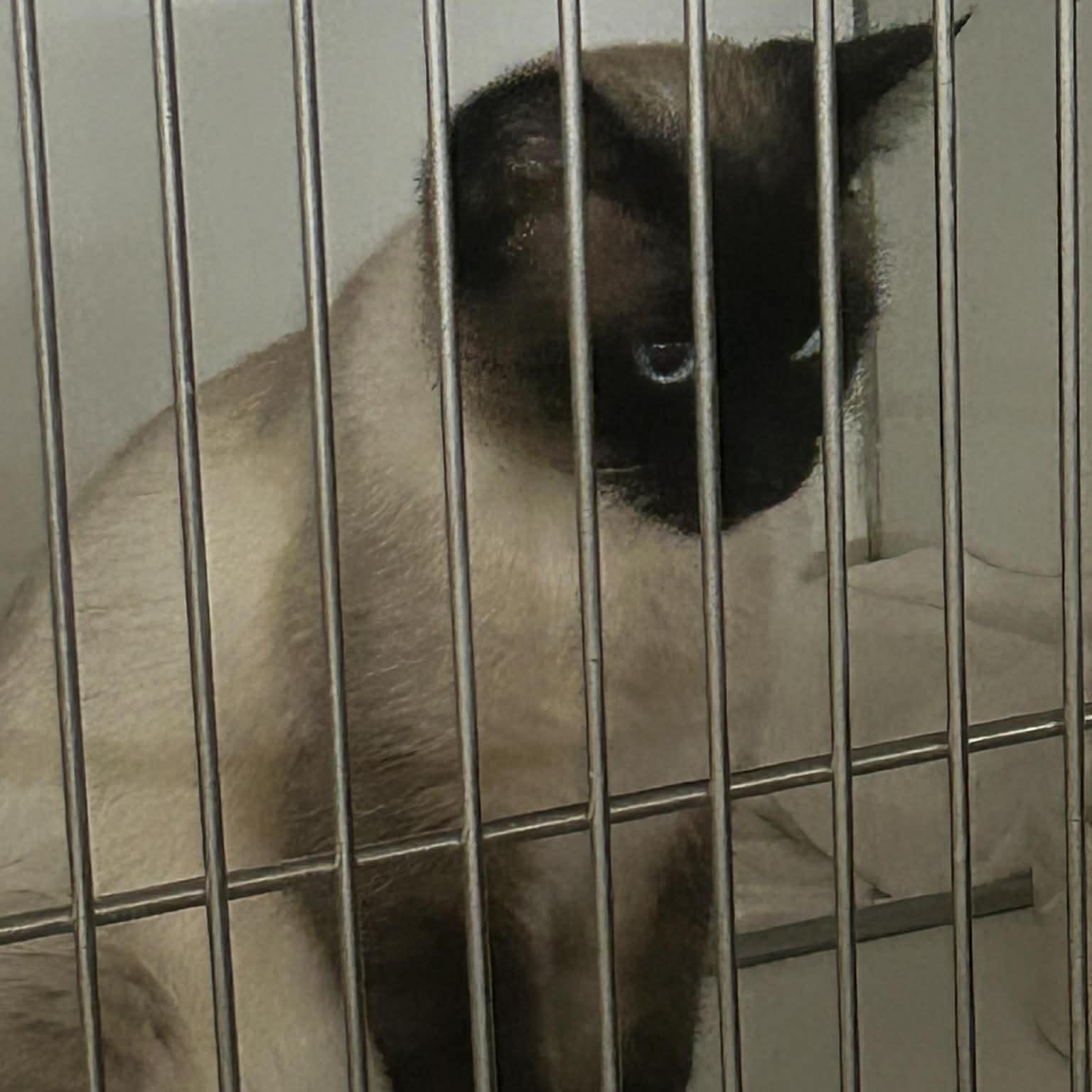 Enlarge Bunny, an adopted mixed breed in Trenton, MO image 2/6