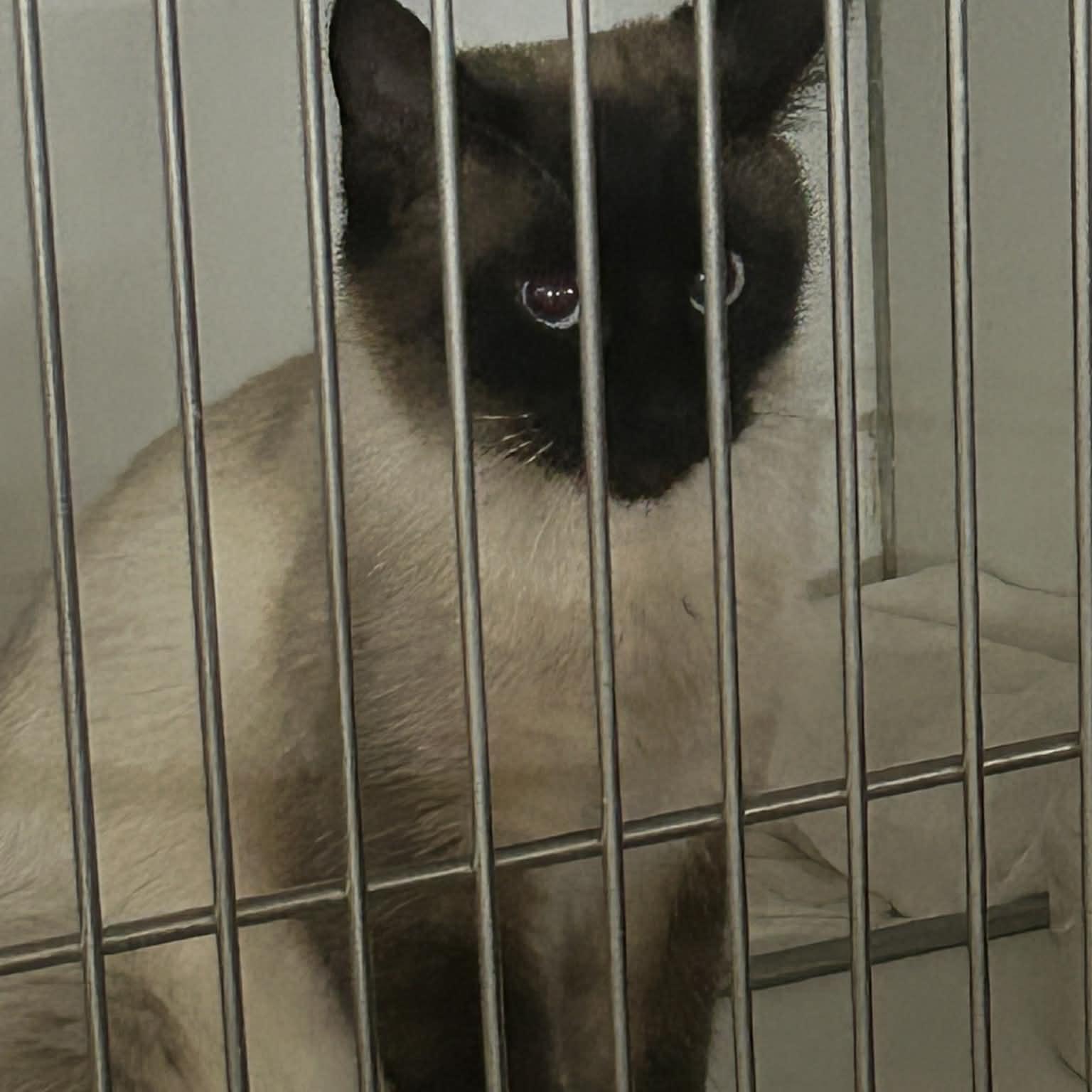 Enlarge Bunny, an adopted mixed breed in Trenton, MO image 3/6