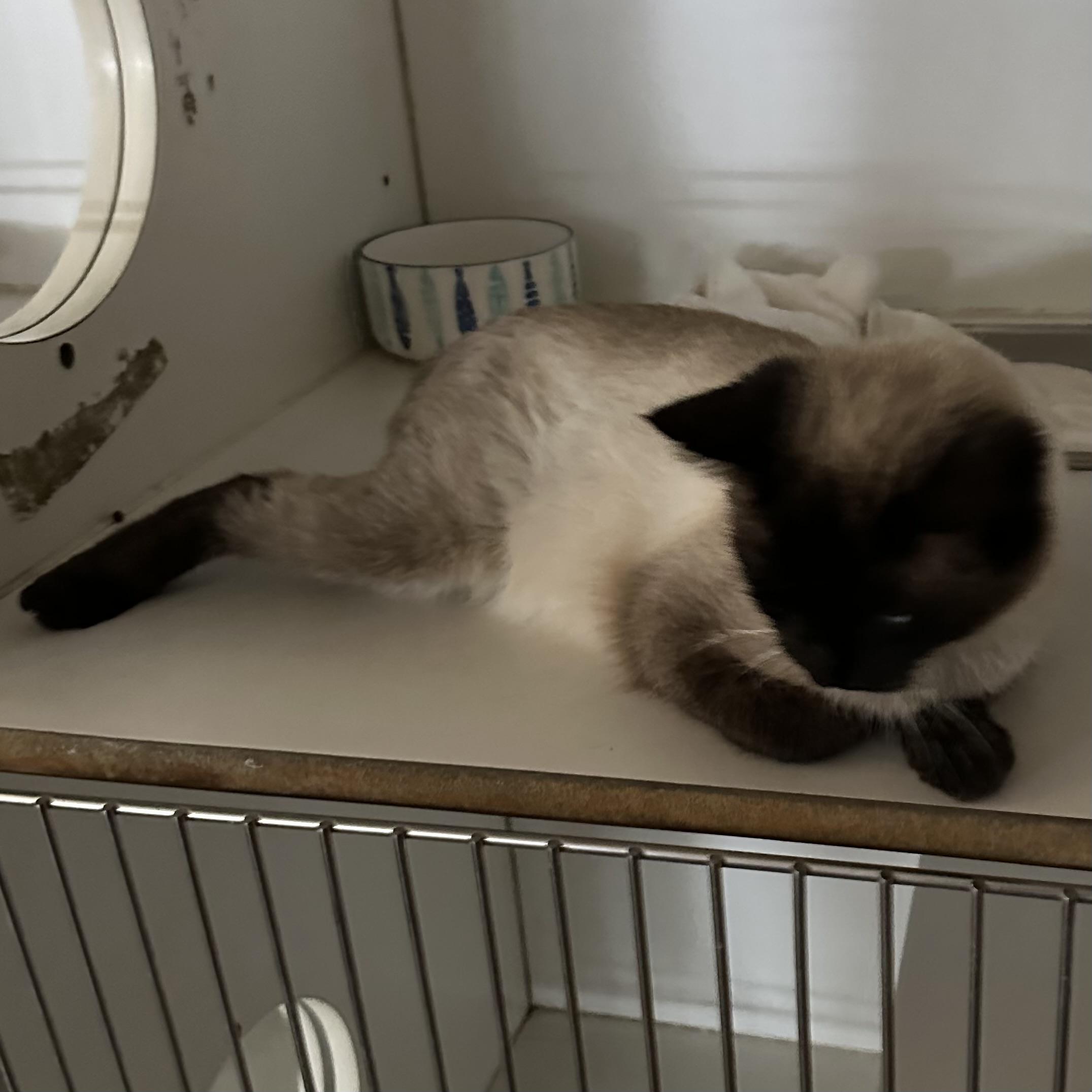 Enlarge Bunny, an adopted mixed breed in Trenton, MO image 4/6