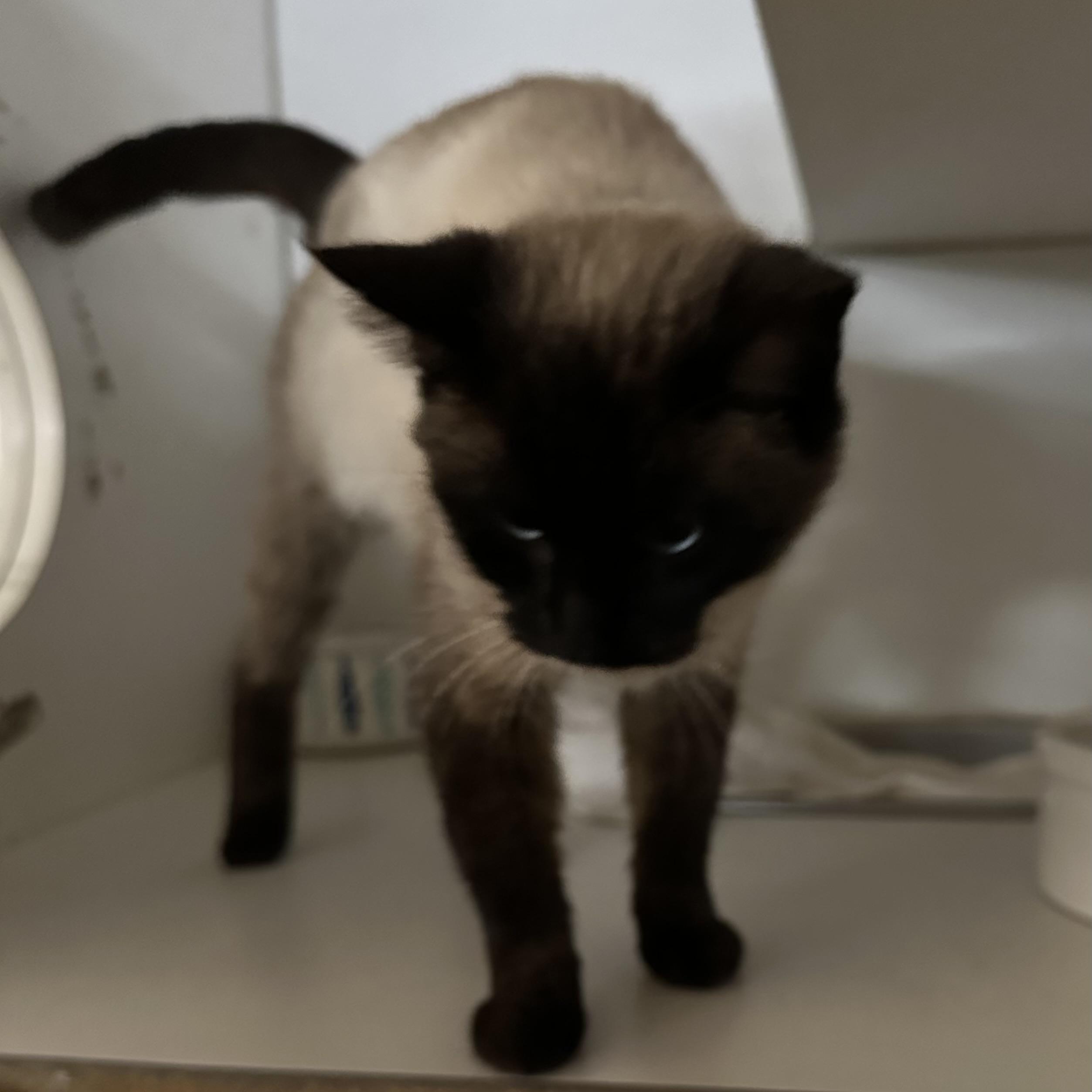 Enlarge Bunny, an adopted mixed breed in Trenton, MO image 5/6