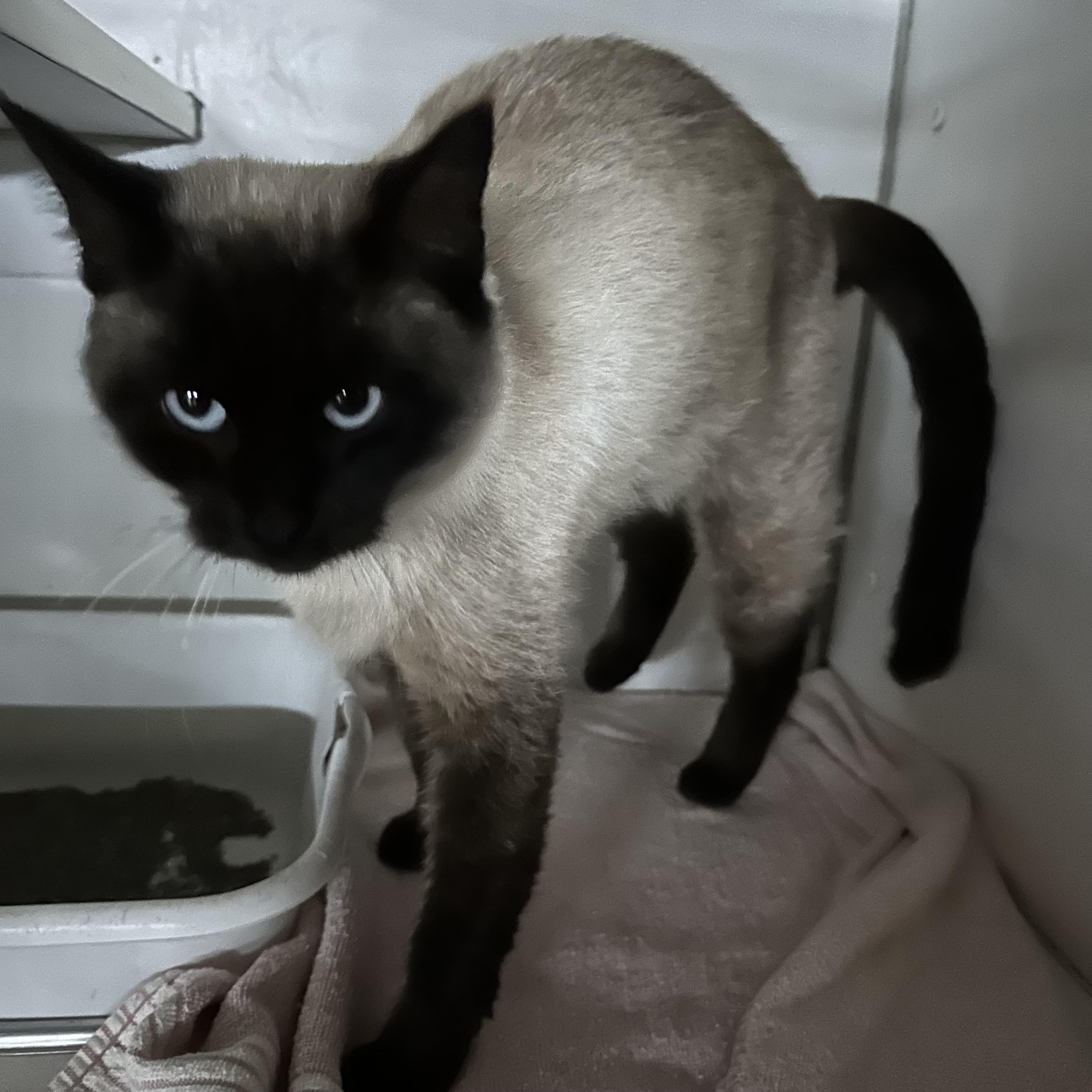 Enlarge Bunny, an adopted mixed breed in Trenton, MO image 6/6