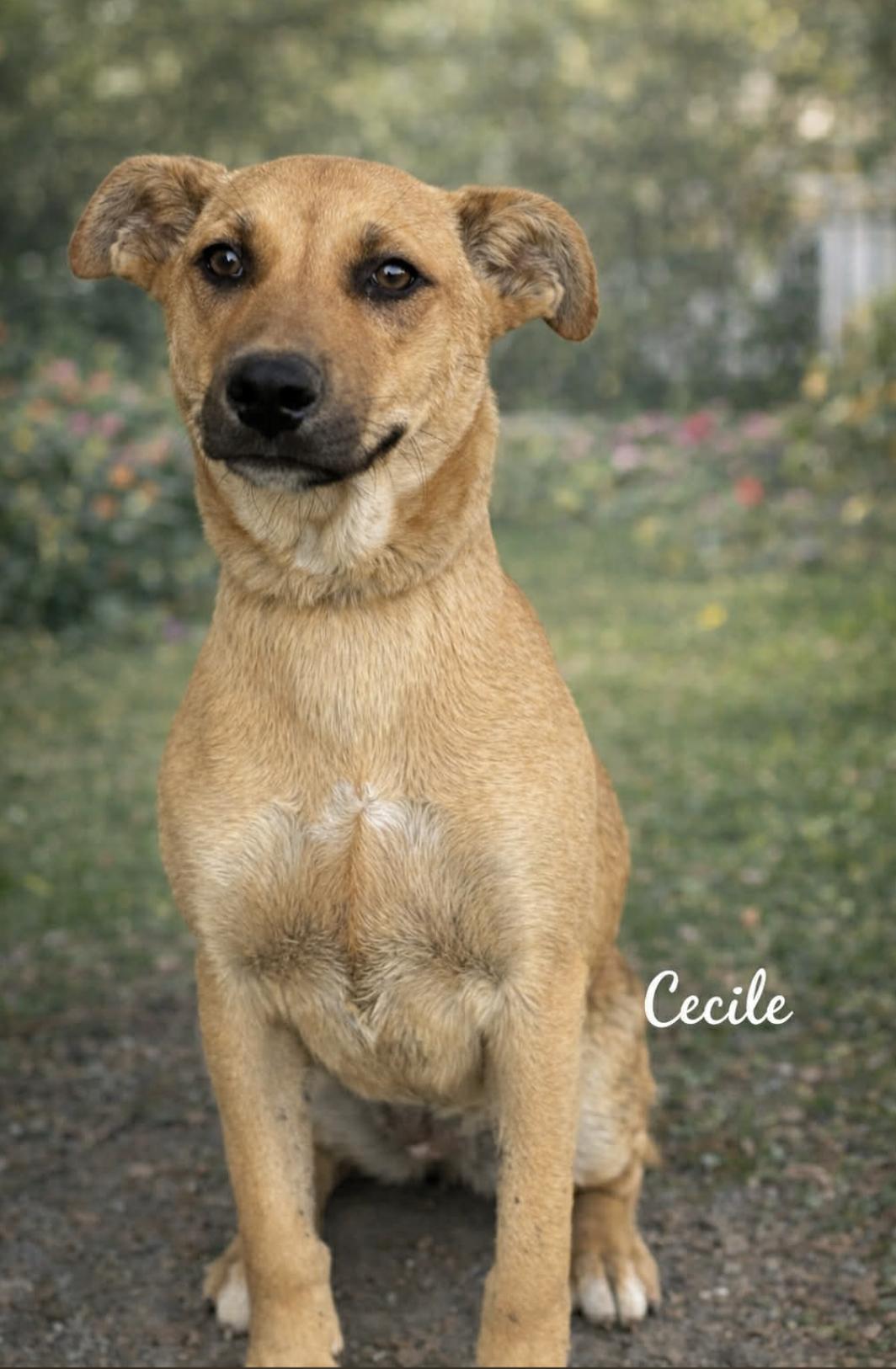 Cecile — thumbnail 5