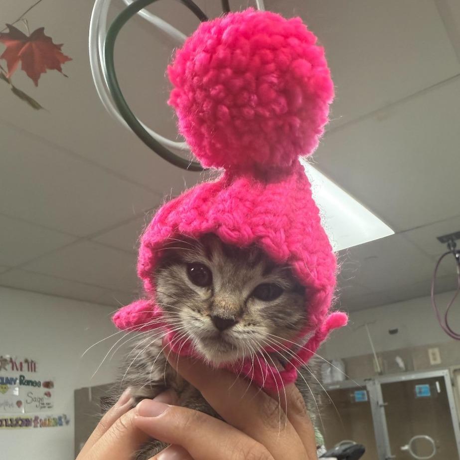 Lasagna, Adoptable, Kitten Female Domestic Short Hair.