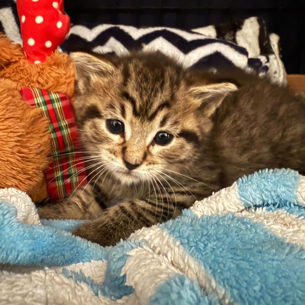 Lasagna, a Adoptable Domestic Short Hair in Belleville, IL image 2/6