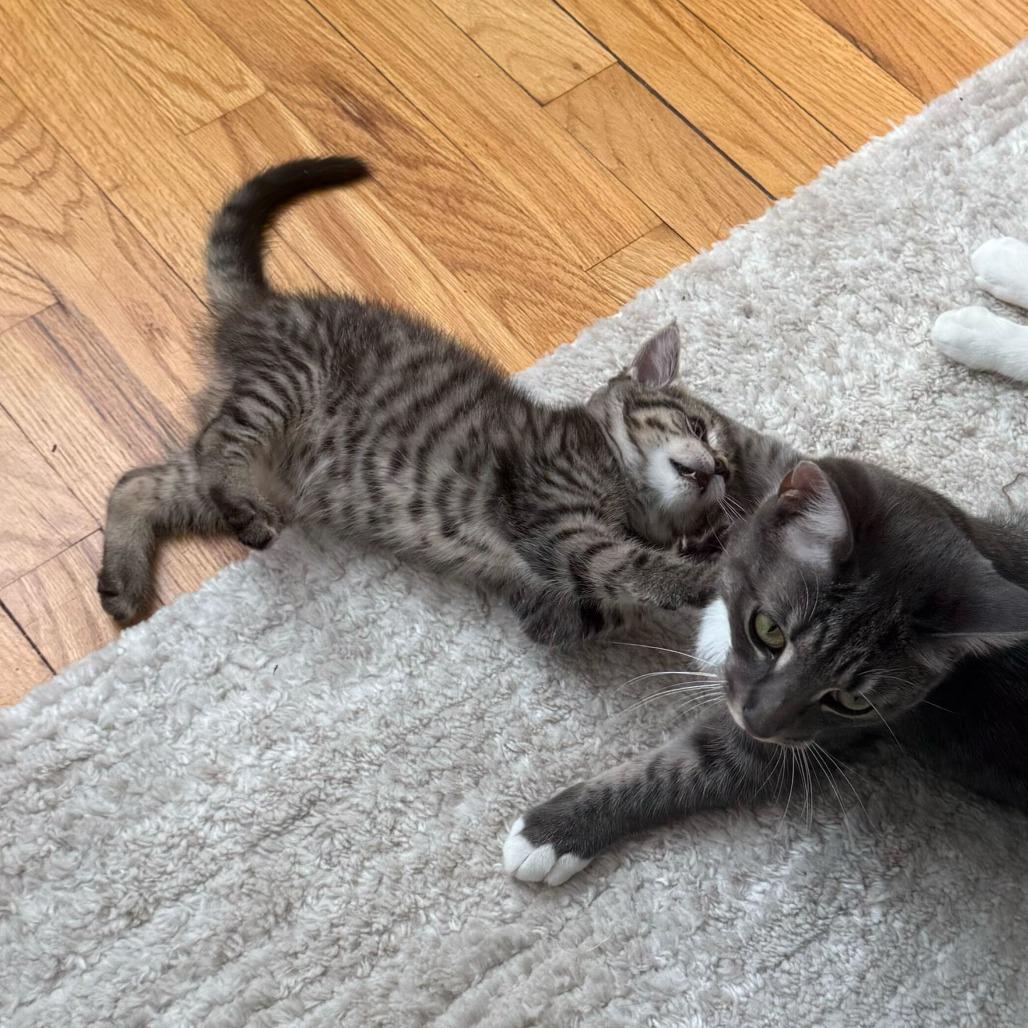 Lasagna, a Adoptable Domestic Short Hair in Belleville, IL image 3/6