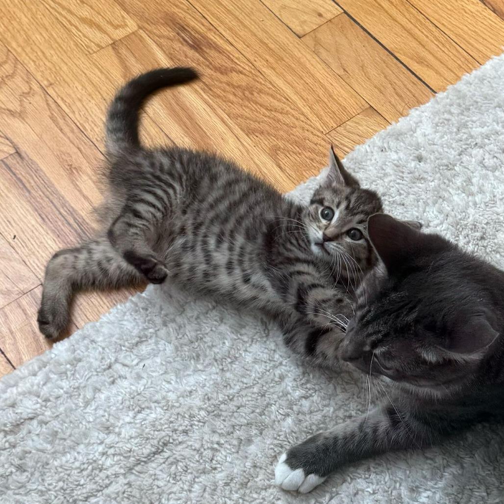 Lasagna, a Adoptable Domestic Short Hair in Belleville, IL image 5/6