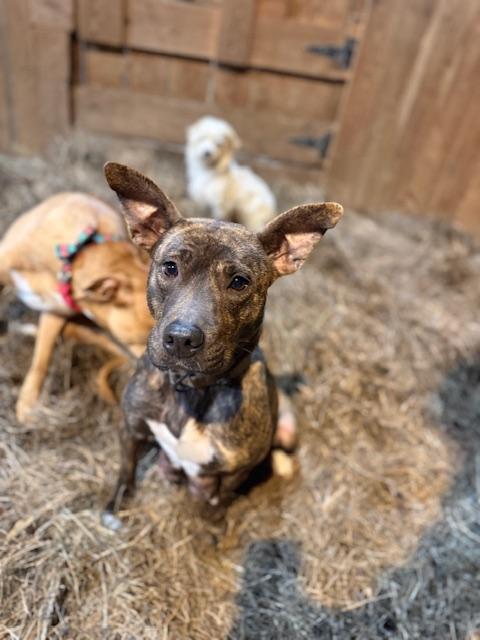 Enlarge Grace, a ADOPTABLE mixed breed in Fries, VA image 3/4