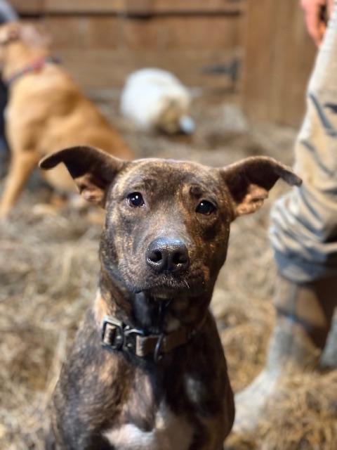 Enlarge Grace, a ADOPTABLE mixed breed in Fries, VA image 2/4